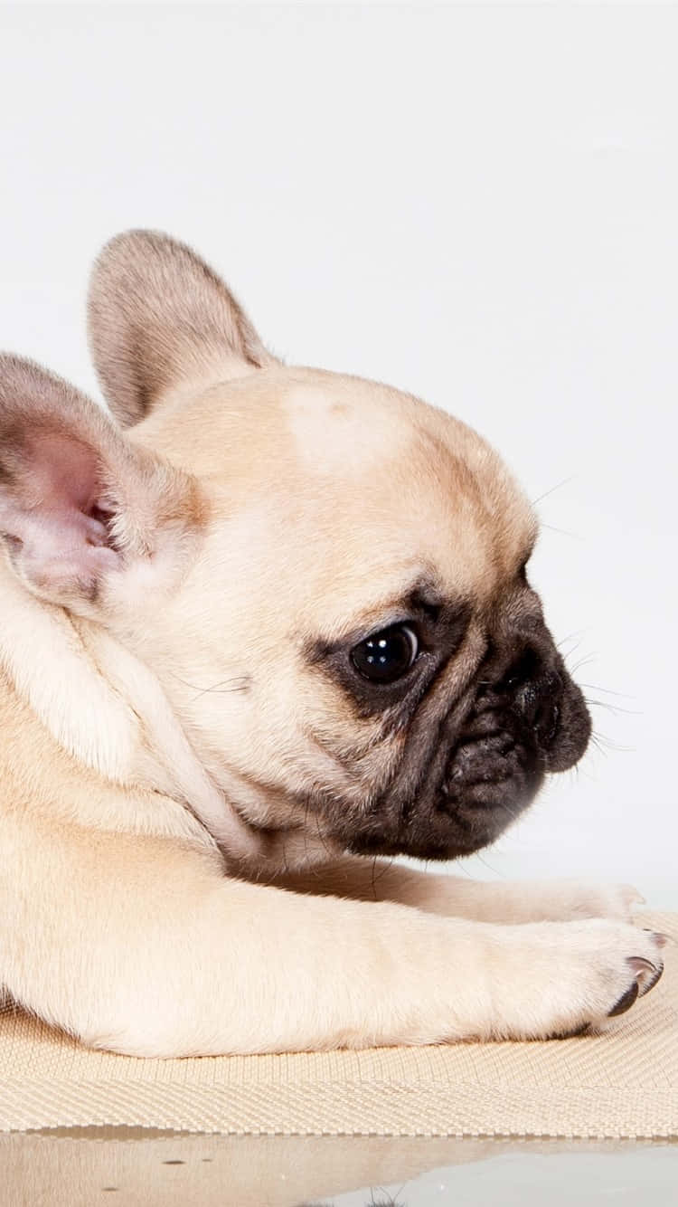 一隻淺黃褐色法國鬥牛犬幼犬躺著，有著又大又黑的眼睛。