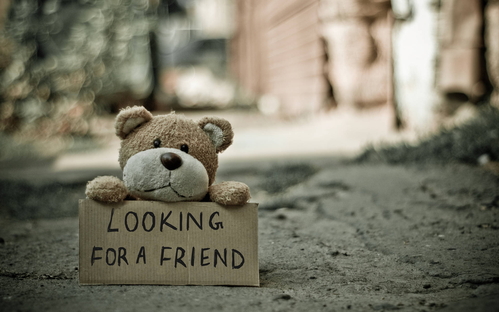 一隻泰迪熊喺行人路上舉住一塊寫住「Looking for a friend」嘅牌。