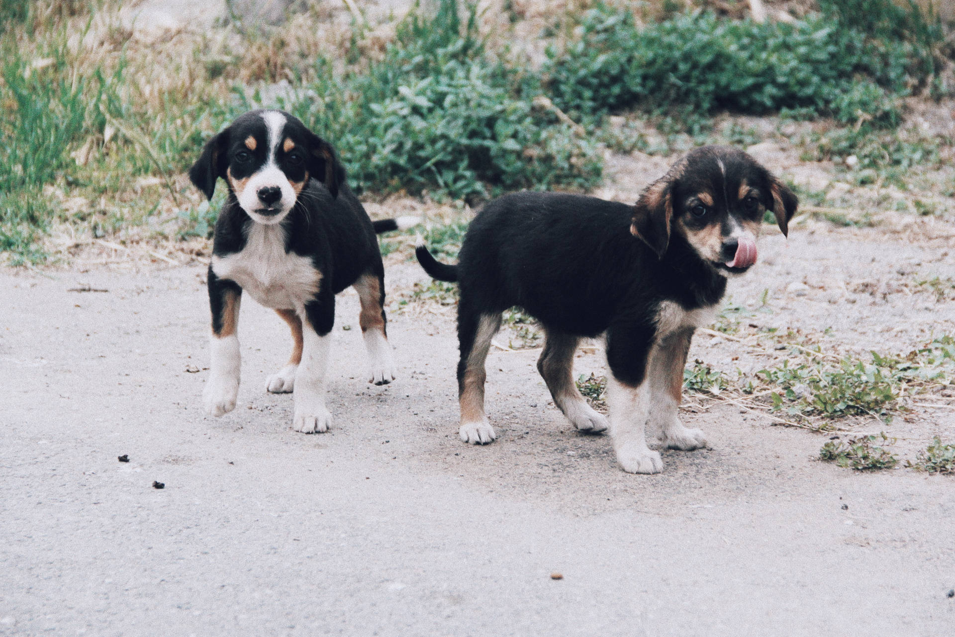 兩隻頑皮的幼犬站在碎石路上，一隻舔著鼻子。