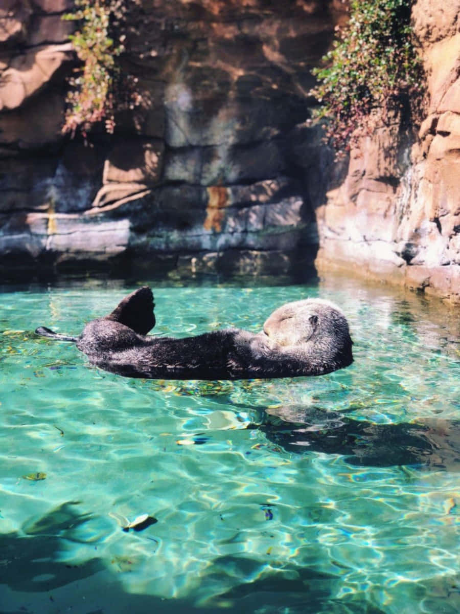 可愛海獺海灘戲水照 壁紙 — 一隻海獺在清澈的碧綠海水中平靜地仰面漂浮，背景是陽光照射的岩石懸崖。
