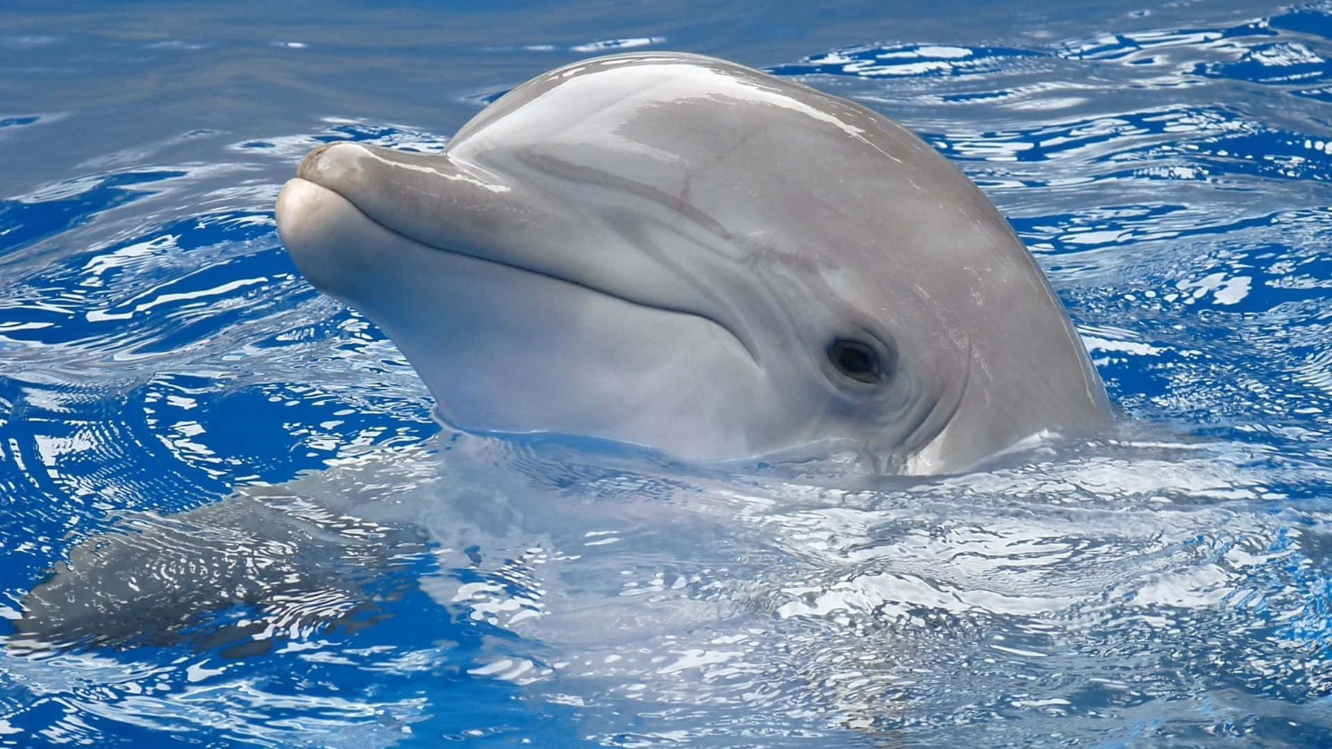 海豚頭部在藍色海洋的水面上