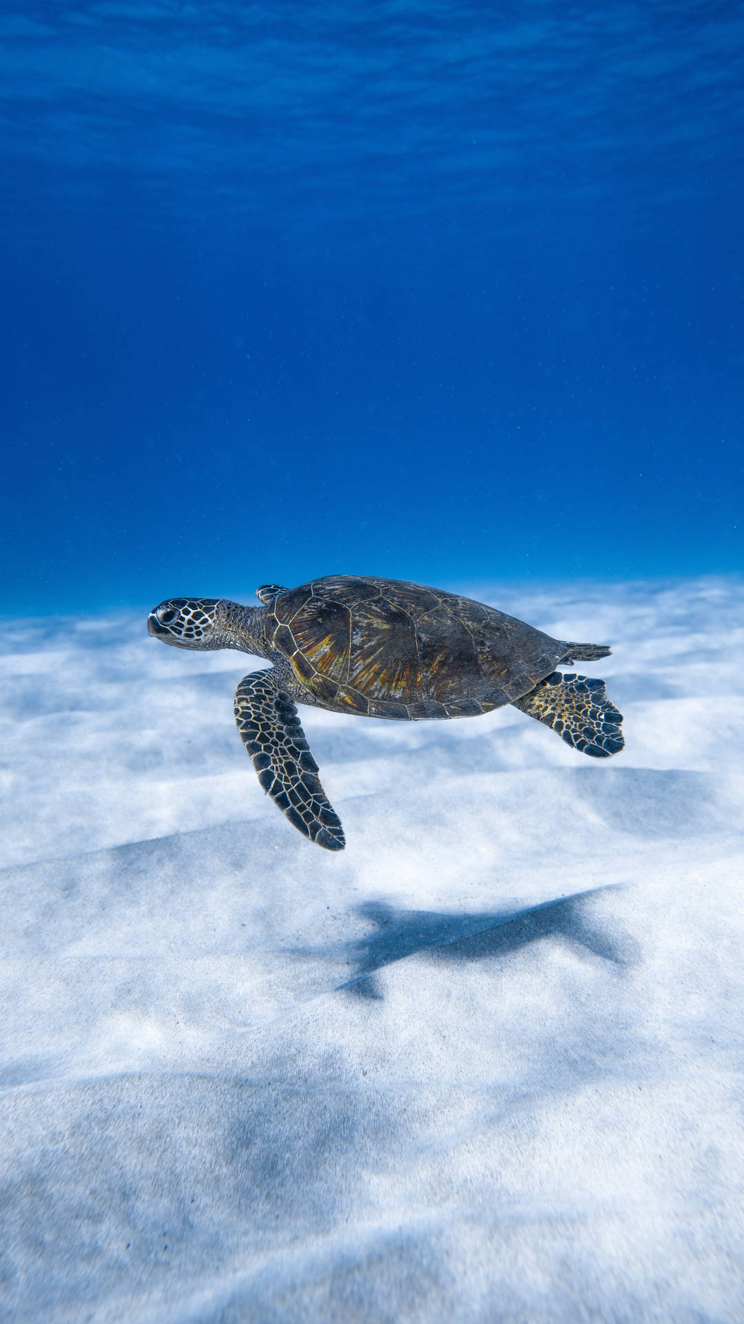 綠海龜在清澈的藍色海水中游過沙質海底