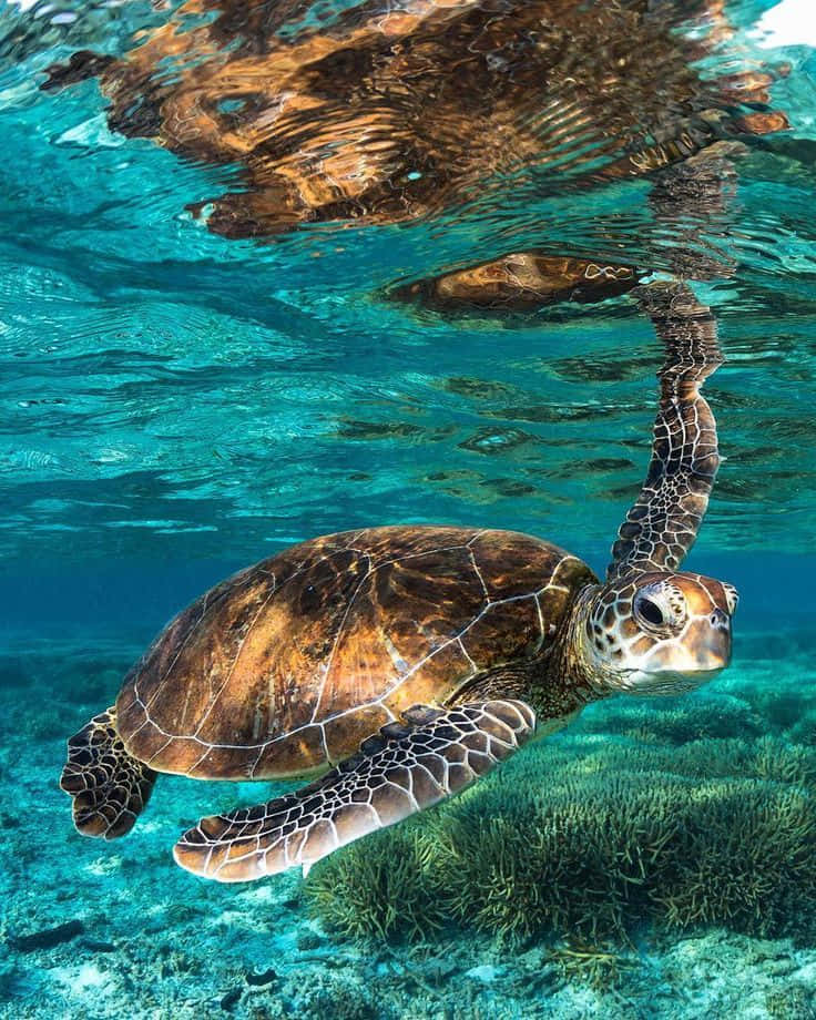 可愛海龜海底圖 壁紙 — 一隻綠海龜在珊瑚礁上方的碧綠海水中優雅滑行，陽光從上方穿透而下。