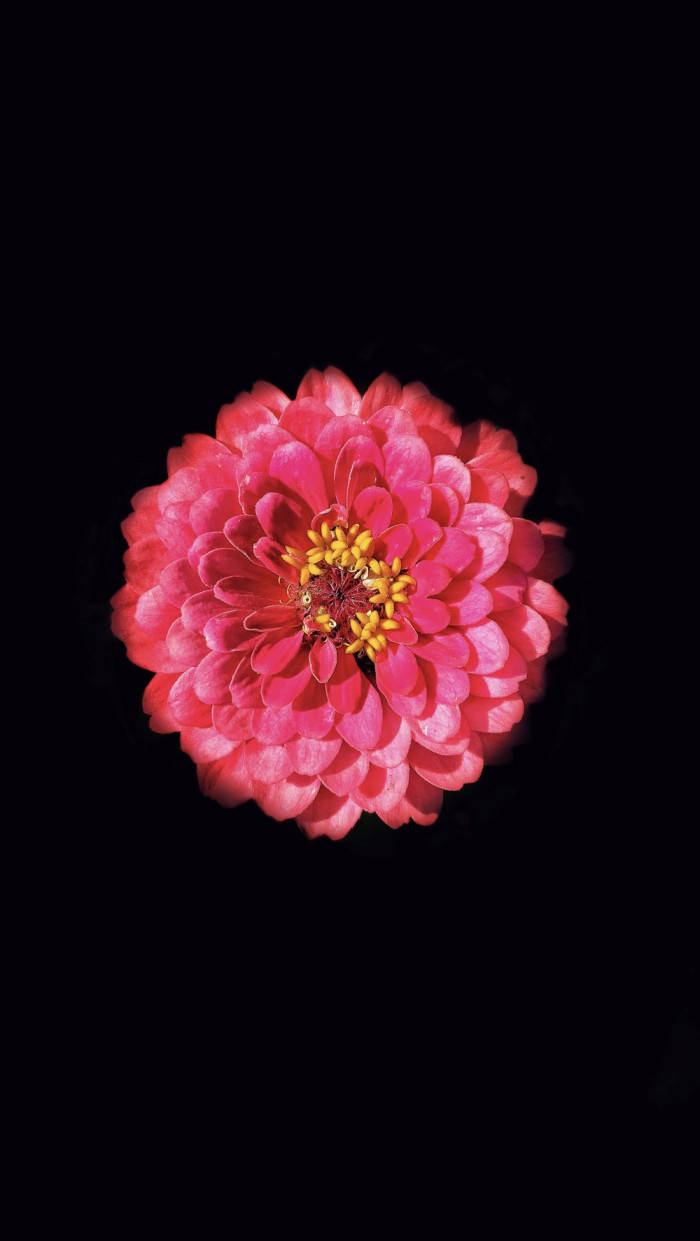 一朵帶有黃色中心的粉紅色百日菊，黑色背景