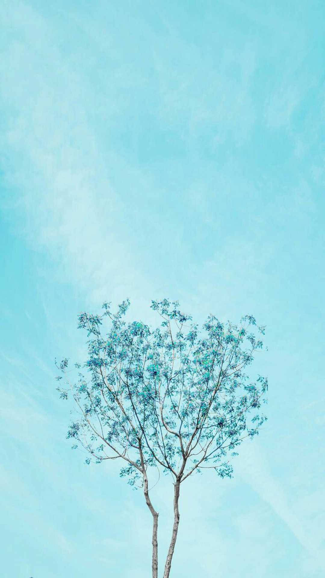 一棵孤樹，藍綠色葉子，襯著清澈的藍天。