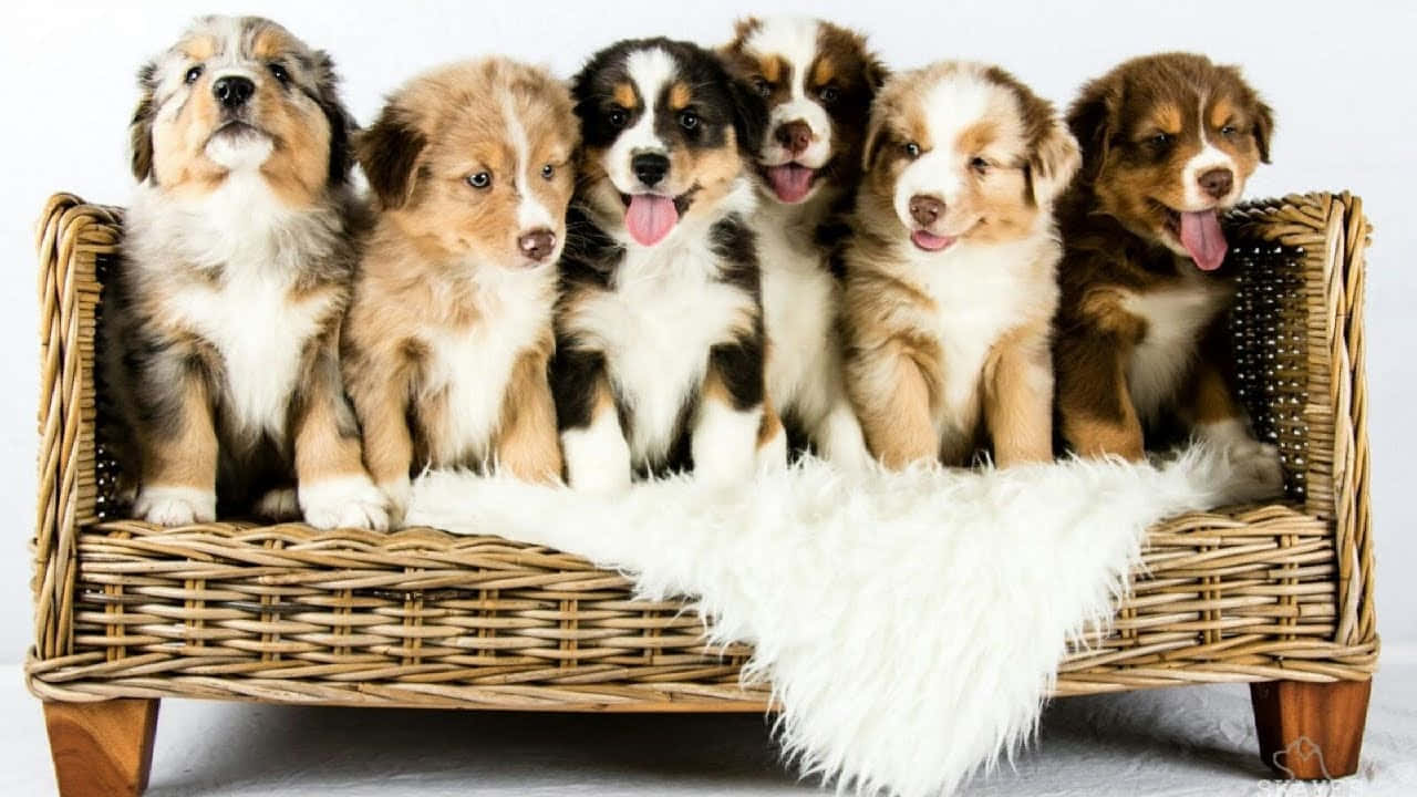 六隻快樂的澳洲牧羊犬幼犬坐在一個鋪著白色毛毯的柳條長凳上。