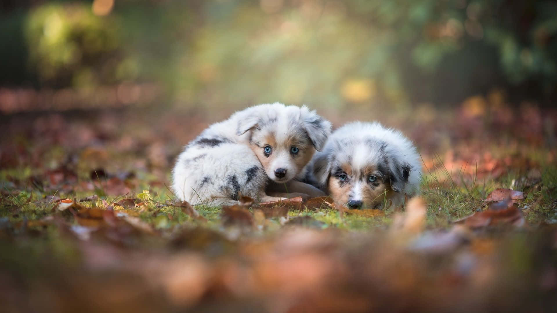 兩隻毛茸茸藍眼睛的澳洲牧羊犬幼犬在秋葉中依偎。