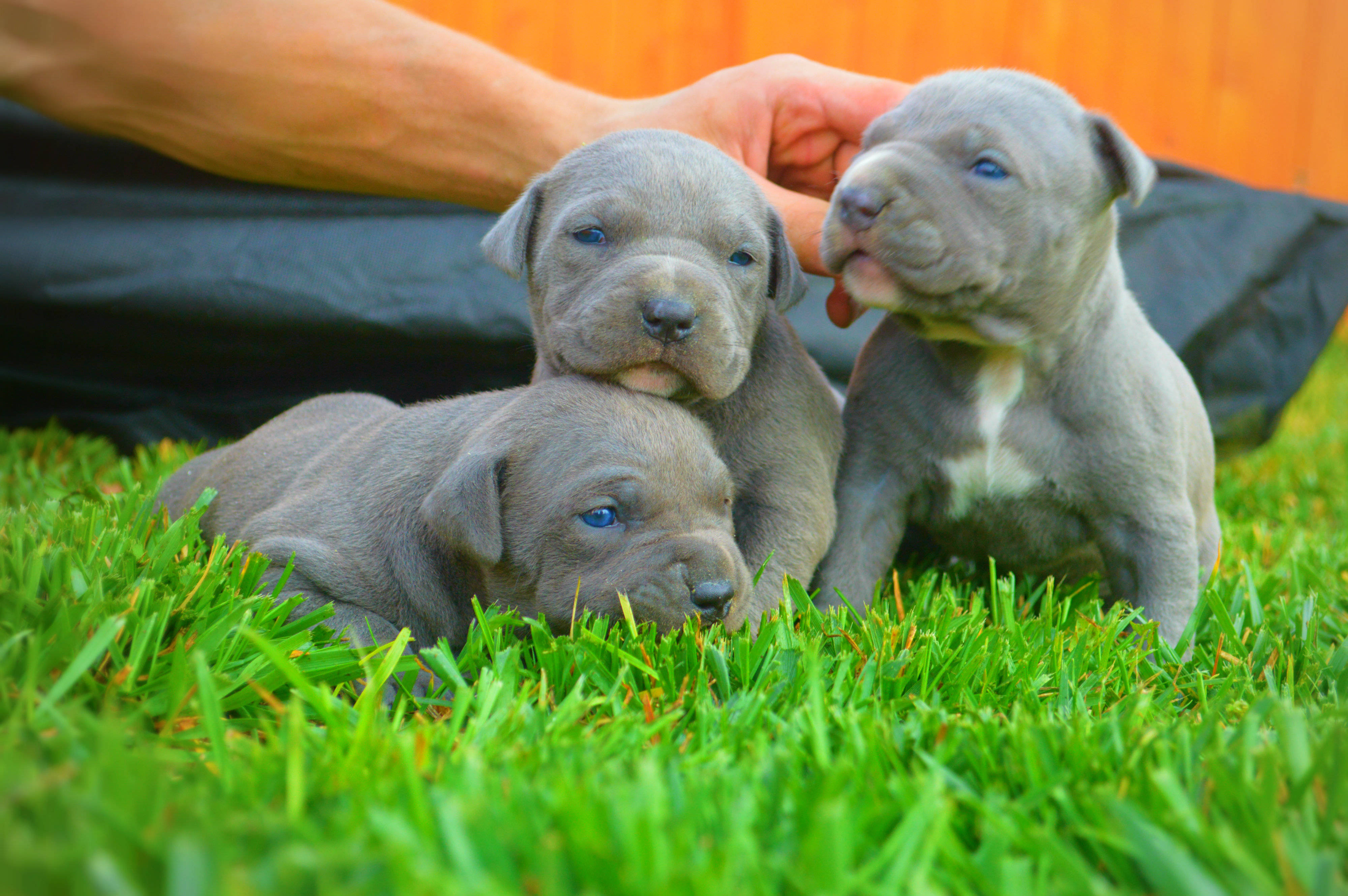 可愛灰毛鬥牛犬幼犬 壁紙 — 三隻藍眼睛的灰色小狗在鮮綠色的草地上休息，一隻手輕輕撫摸其中一隻。
