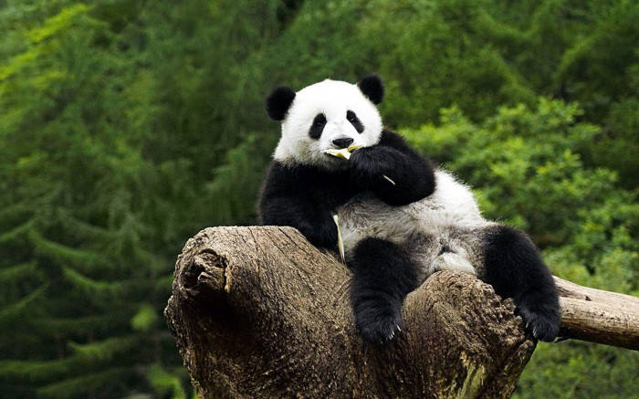 大熊貓在森林的樹樁上吃竹子。