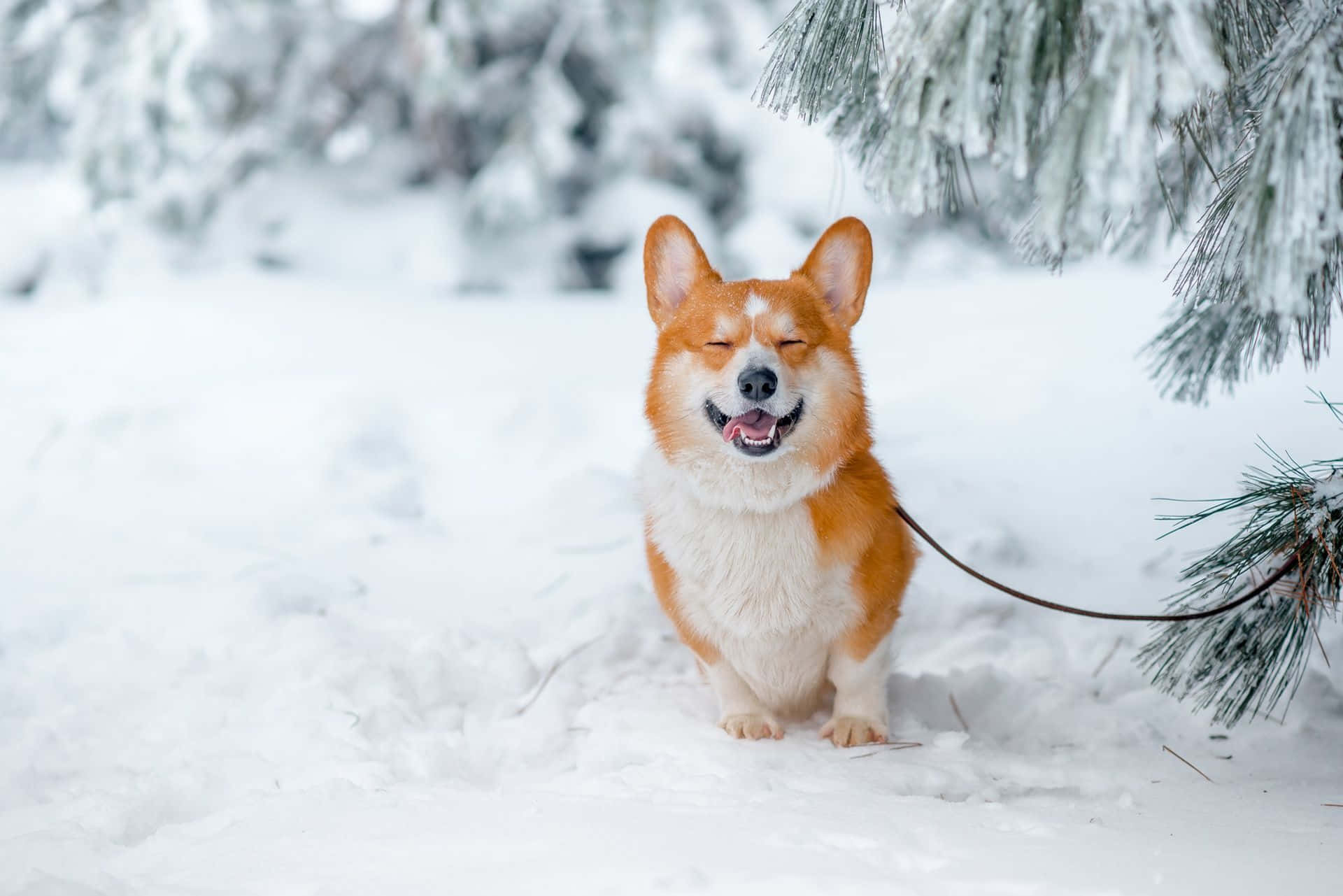一隻快樂的哥基狗閉著眼睛在雪白的冬季森林中微笑。