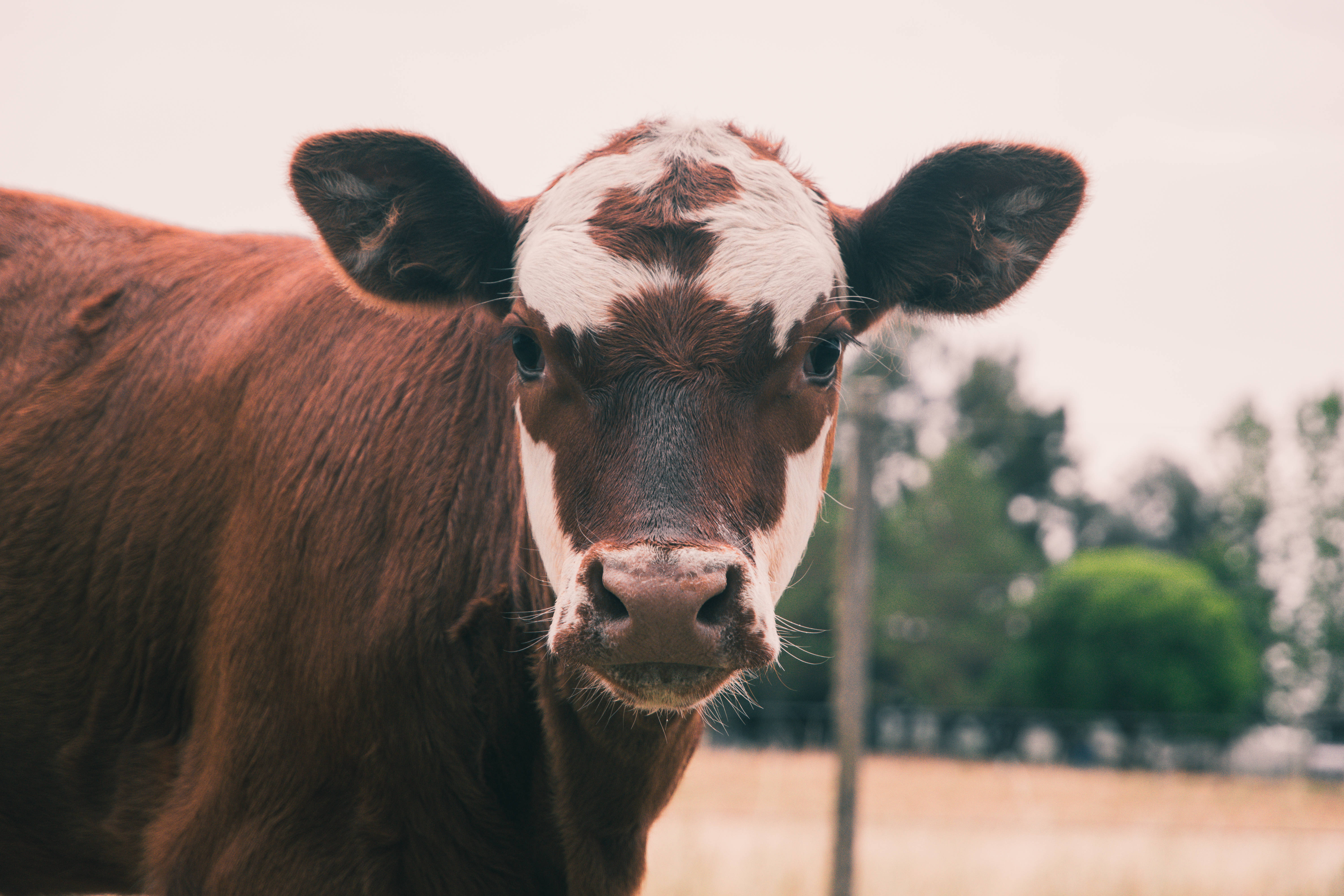 可愛牛臉部棕白斑紋 壁紙 — 一頭啡白色乳牛直視鏡頭的特寫，背景有柔和焦點的樹木。