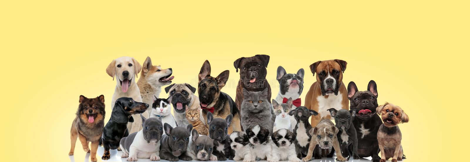 一群不同品種的狗和貓在黃色背景前擺姿勢拍照。