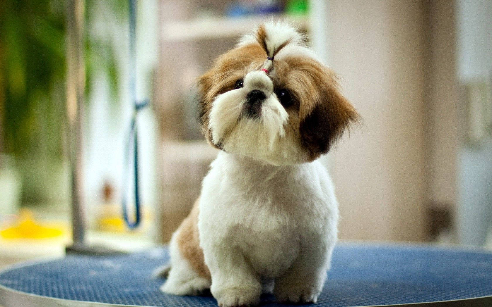 可愛狗狗剛修剪完 壁紙 — 一隻毛茸茸的棕色和白色西施犬專注地坐在藍色美容桌上，背景是模糊的美容院。