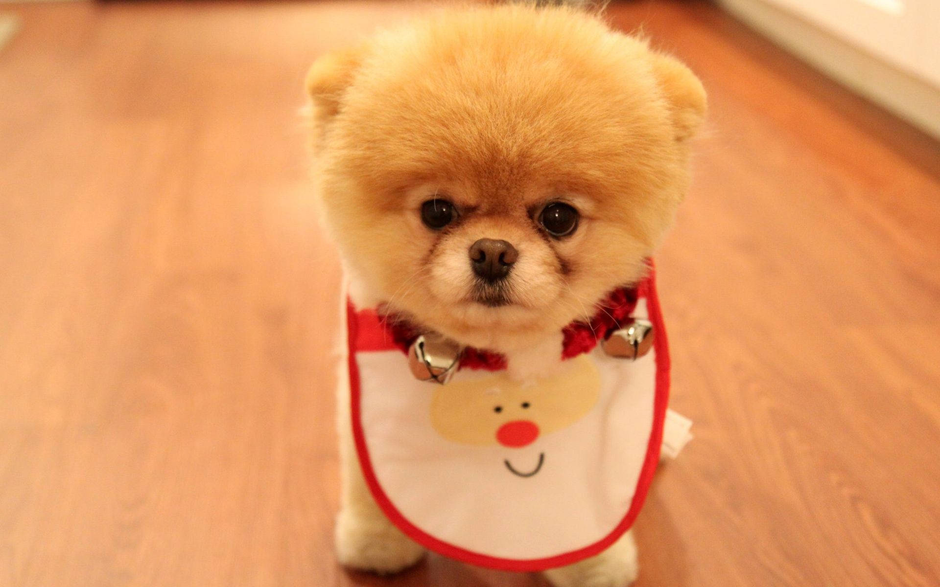 可愛狗狗博美聖誕圍兜 壁紙 — 一隻毛茸茸的淺棕色博美犬幼犬，穿著帶有鈴鐺的紅白聖誕圍兜，站在木地板上。