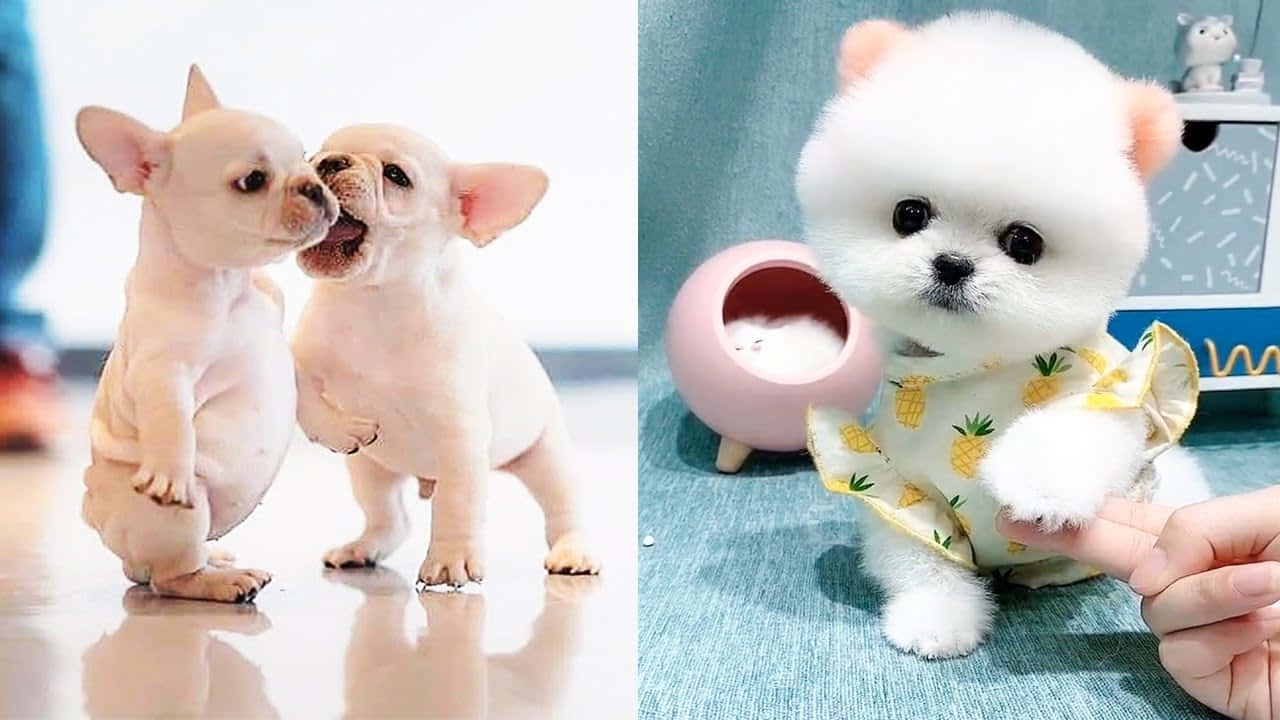 可愛狗狗圖片 壁紙