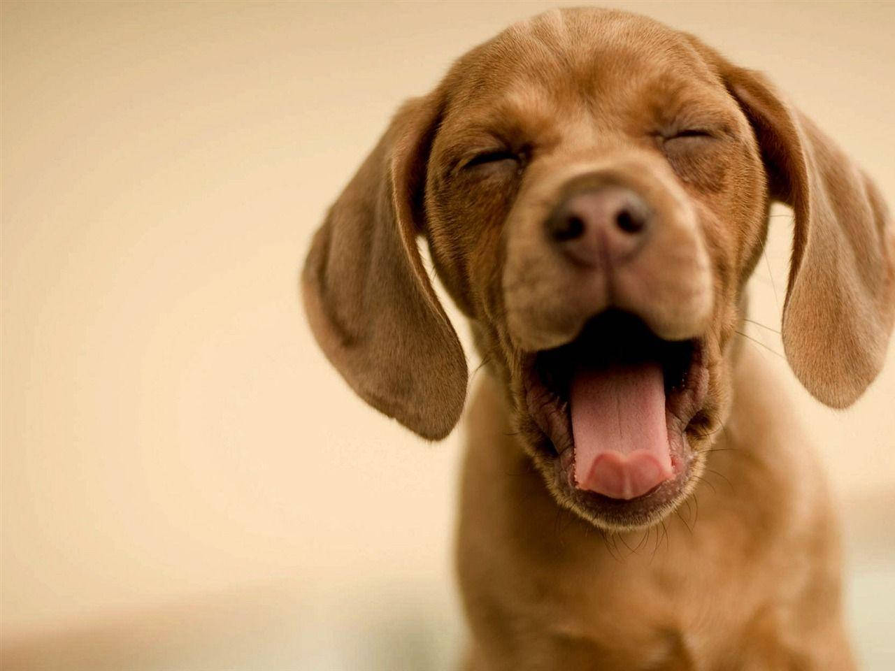 可愛狗狗威斯拉犬打哈欠 壁紙 — 一隻棕色小狗在柔和米色背景下張大嘴巴打呵欠並伸出舌頭的近距離特寫。