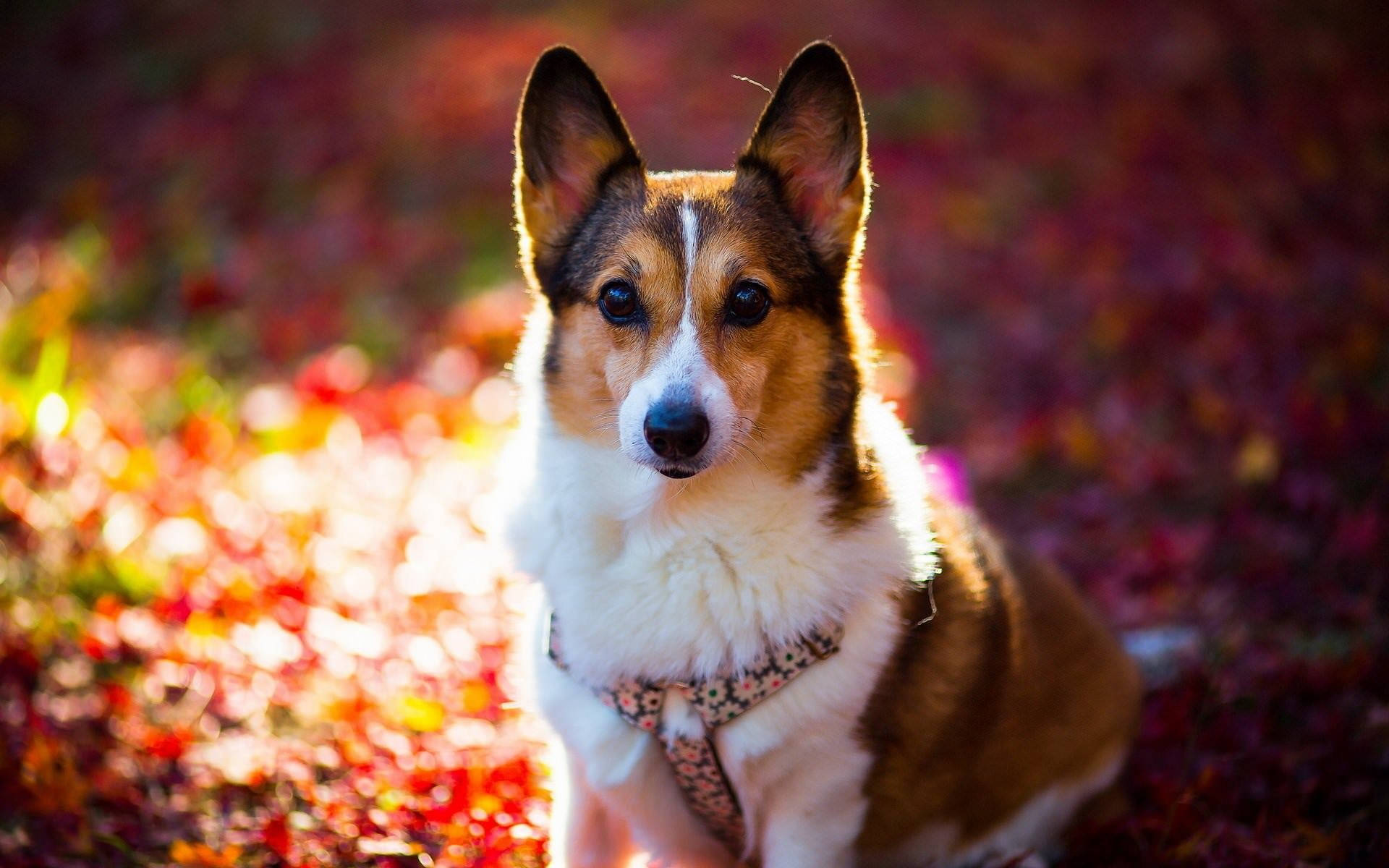 可愛狗狗彩色葉子 壁紙 — 一隻哥基犬坐在色彩繽紛的秋葉地毯中，沐浴在溫暖的金色陽光下。