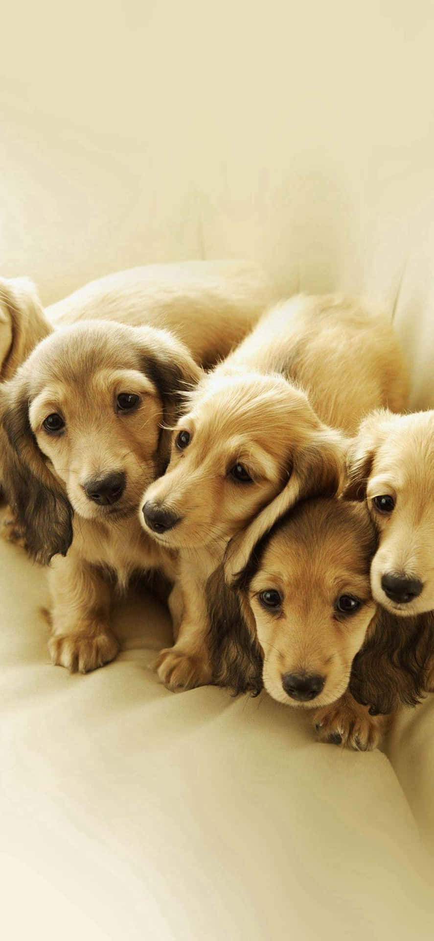 四隻長毛臘腸犬幼犬在米色梳化上依偎。