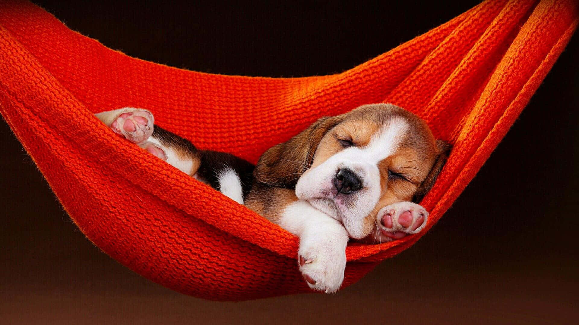 可愛狗狗睡在紅色吊床圖 壁紙 — 一隻昏昏欲睡的比格犬幼犬在深色背景下蜷縮在舒適的紅色針織吊床上打盹。