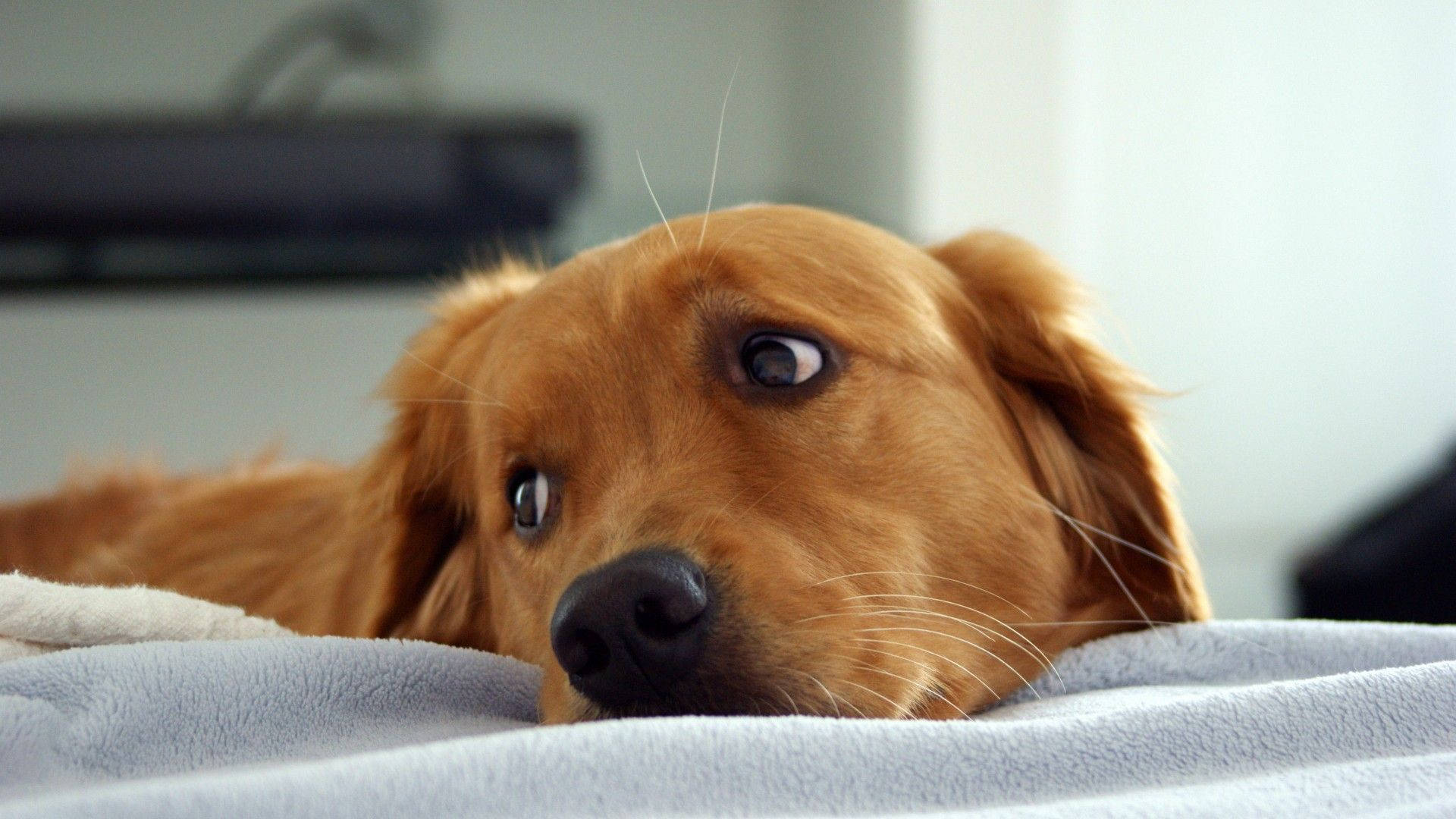可愛狗狗金毛犬嘟嘴 壁紙 — 一隻金毛尋回犬幼犬將頭靠在柔軟的灰色毯子上，睜著大大的好奇眼睛向上看。