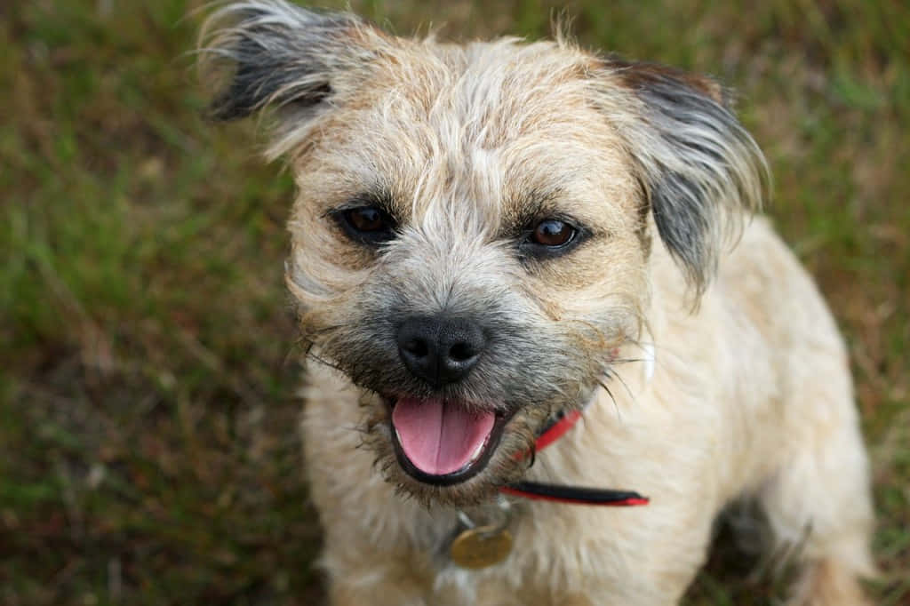 一隻開心嘅毛茸茸爹利犬伸脷坐喺草地上。