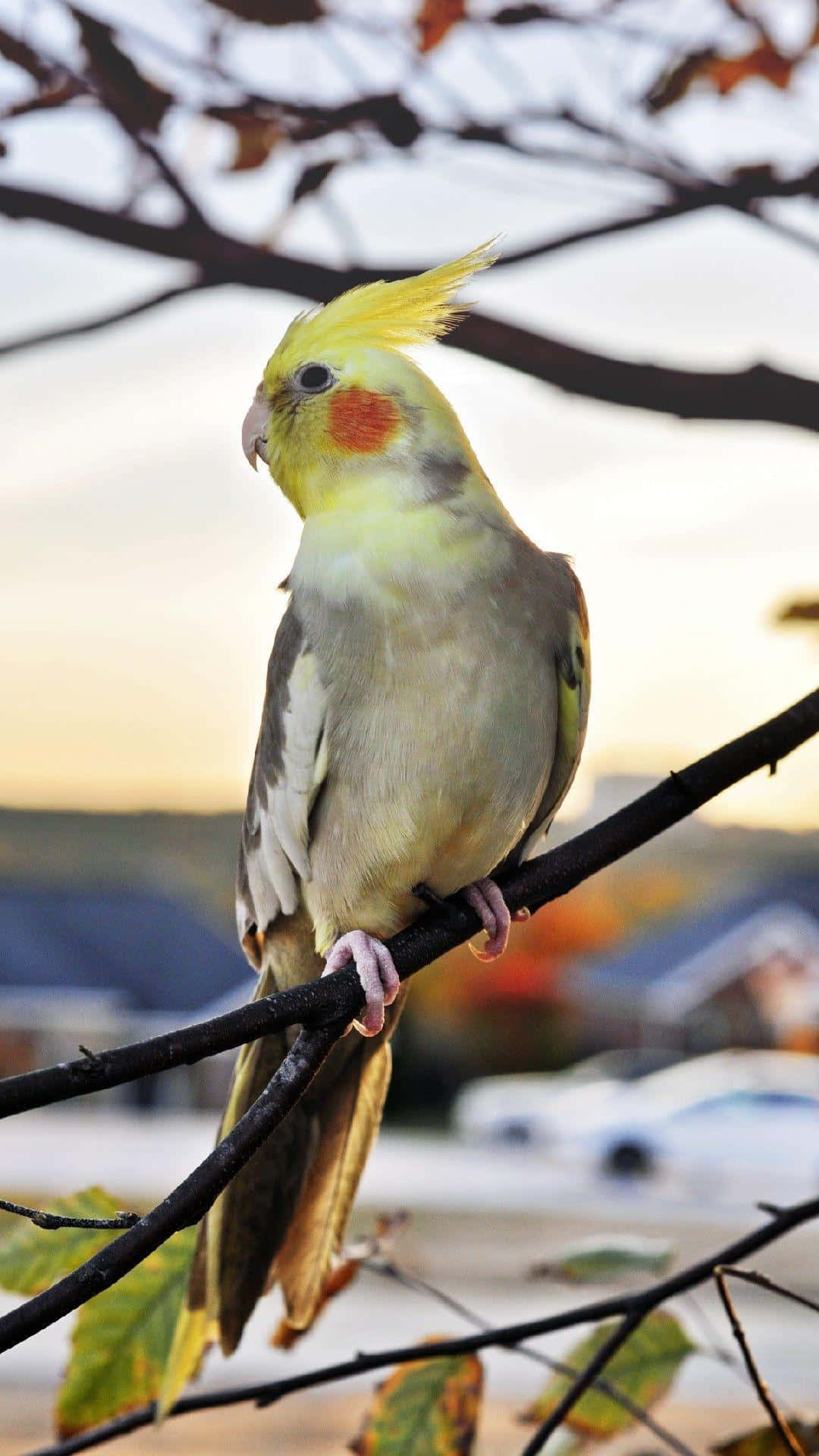玄鳳鸚鵡在秋日落日時棲息在樹枝上，背景模糊。
