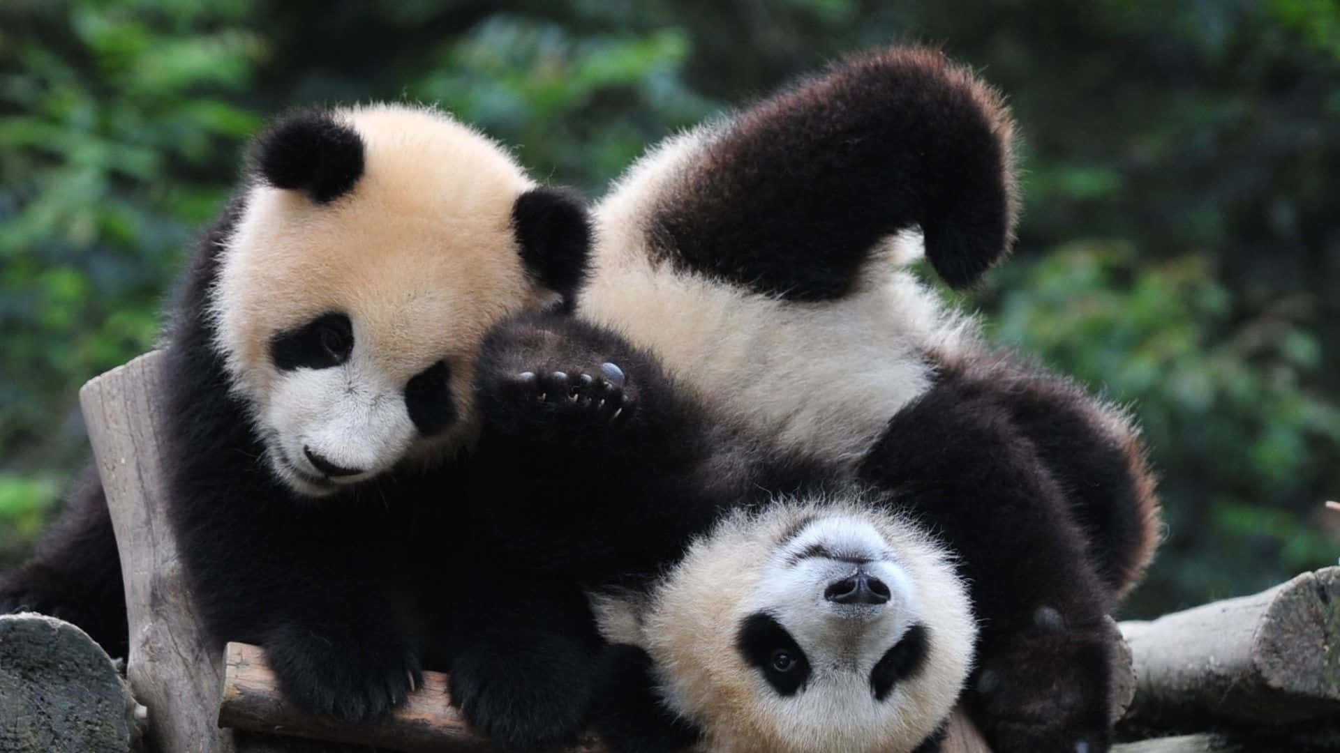 三隻大熊貓寶寶在森林中的木頭上一起玩耍。