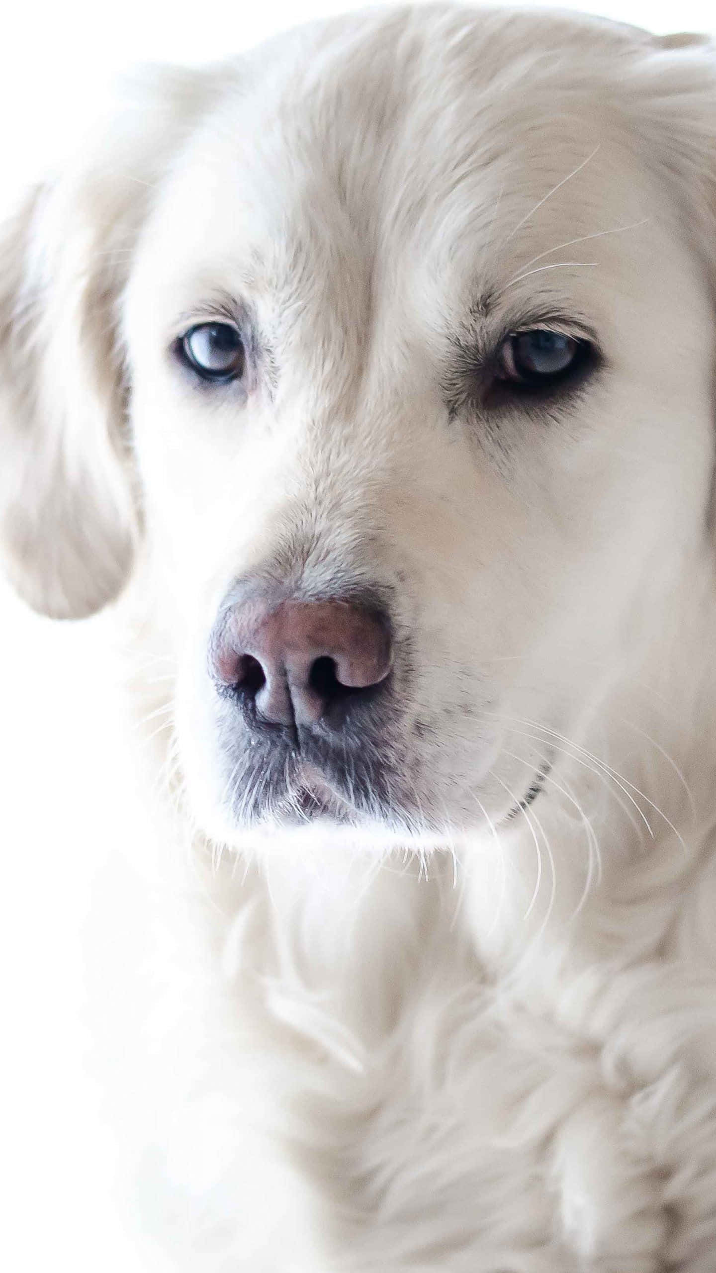 可愛白犬近照 壁紙 — 一隻毛茸茸的白色小狗，擁有柔軟的藍色眼睛，在明亮的白色背景下溫柔地凝視的特寫。