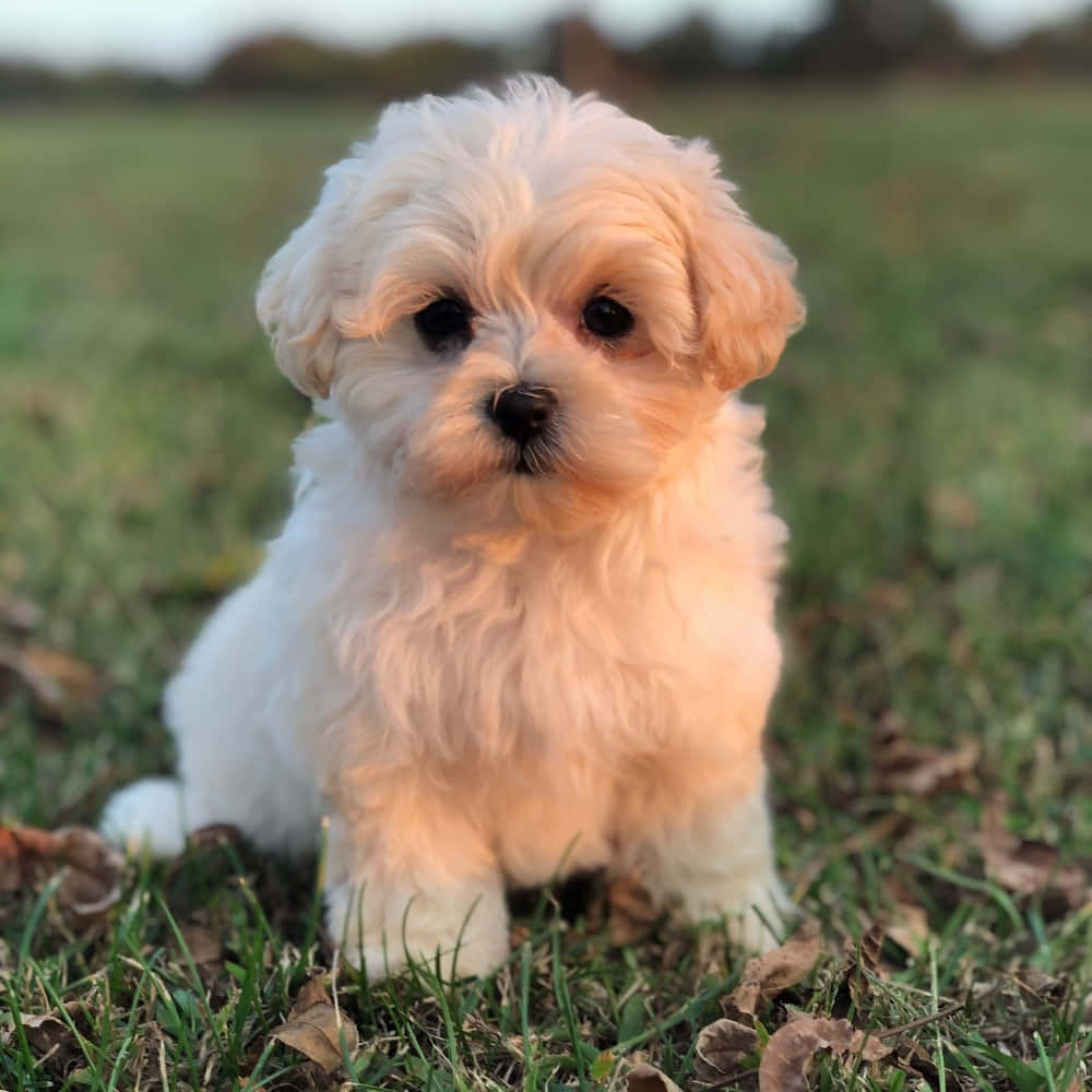 可愛白色馬爾濟斯幼犬 壁紙 — 一隻毛茸茸的白色小狗，有著大大的黑色眼睛，專注地坐在散落著落葉的草地上。