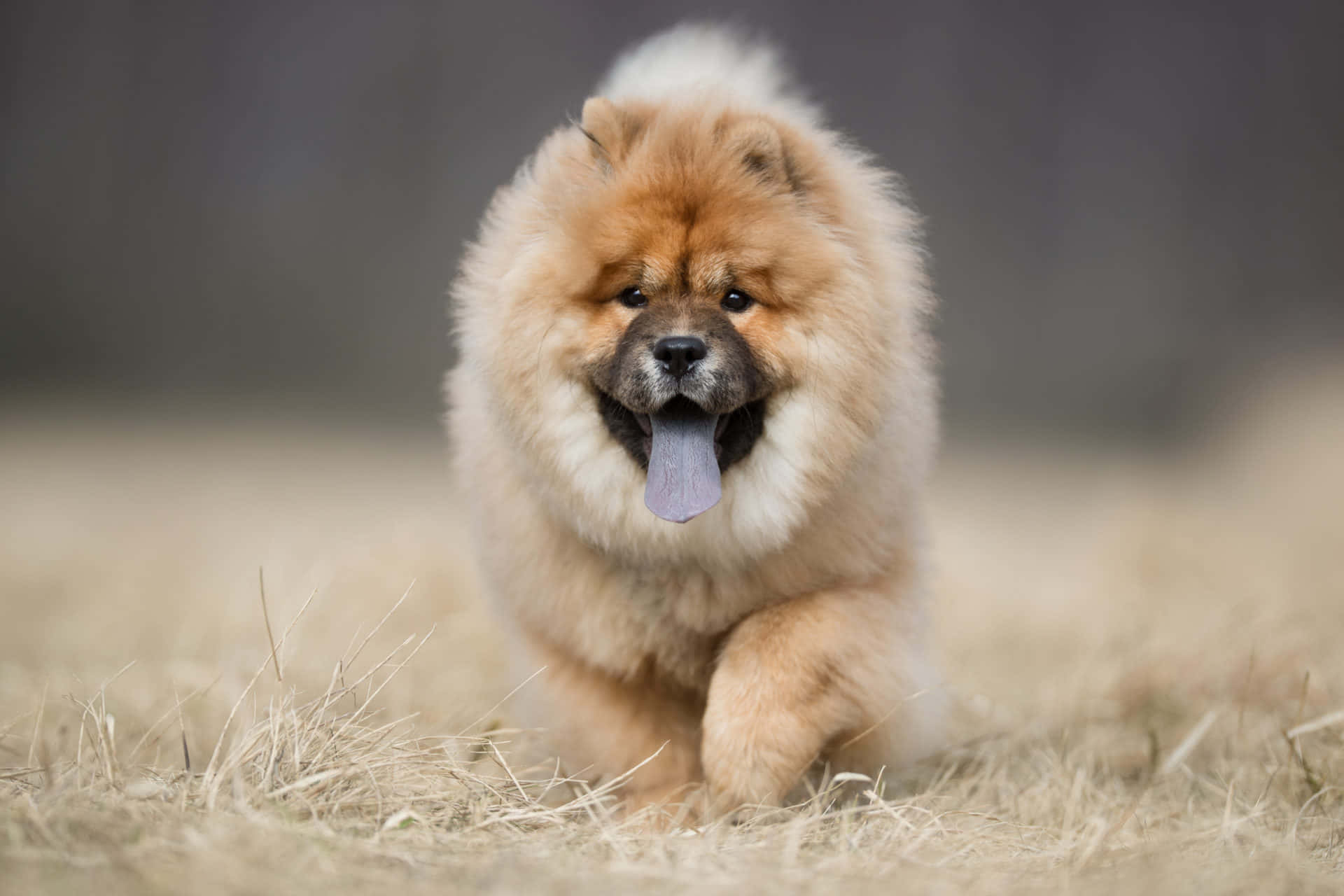 可愛的 Chow Chow 幼犬 壁紙 — 一隻毛茸茸的鬆獅犬幼崽伸出舌頭，在乾草中歡快地奔跑。