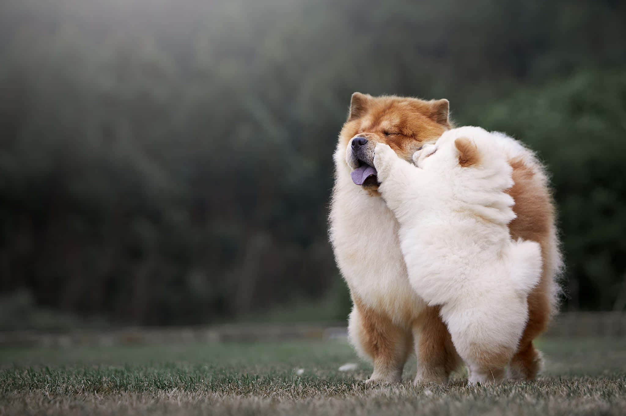 可愛的 Chow Chow 幼犬正在午睡 壁紙 — 兩隻毛茸茸的鬆獅犬在草地上嬉戲，互相依偎舔舐，背景是模糊的森林。