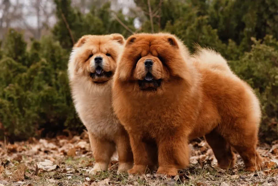 可愛的 Chow Chow 幼犬 壁紙 — 兩隻毛茸茸的鬆獅犬，擁有濃密的橙色和奶油色毛髮，在長滿樹葉的森林地面上警覺地站著，周圍是常綠樹木。