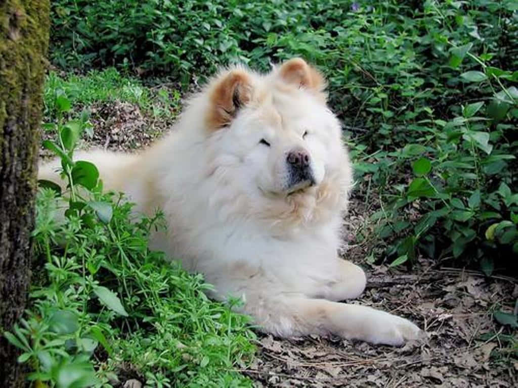 可愛的 Chow Chow 幼犬享受炎熱夏日 壁紙 — 一隻毛茸茸的白色鬆獅犬在茂密的綠葉和長滿苔蘚的樹皮間閉著眼睛平靜地休息。
