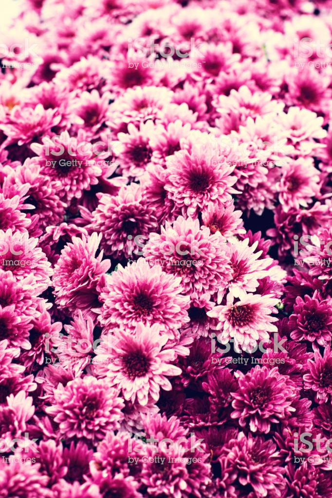 粉紅色菊花田，柔焦效果，花瓣層層疊疊。