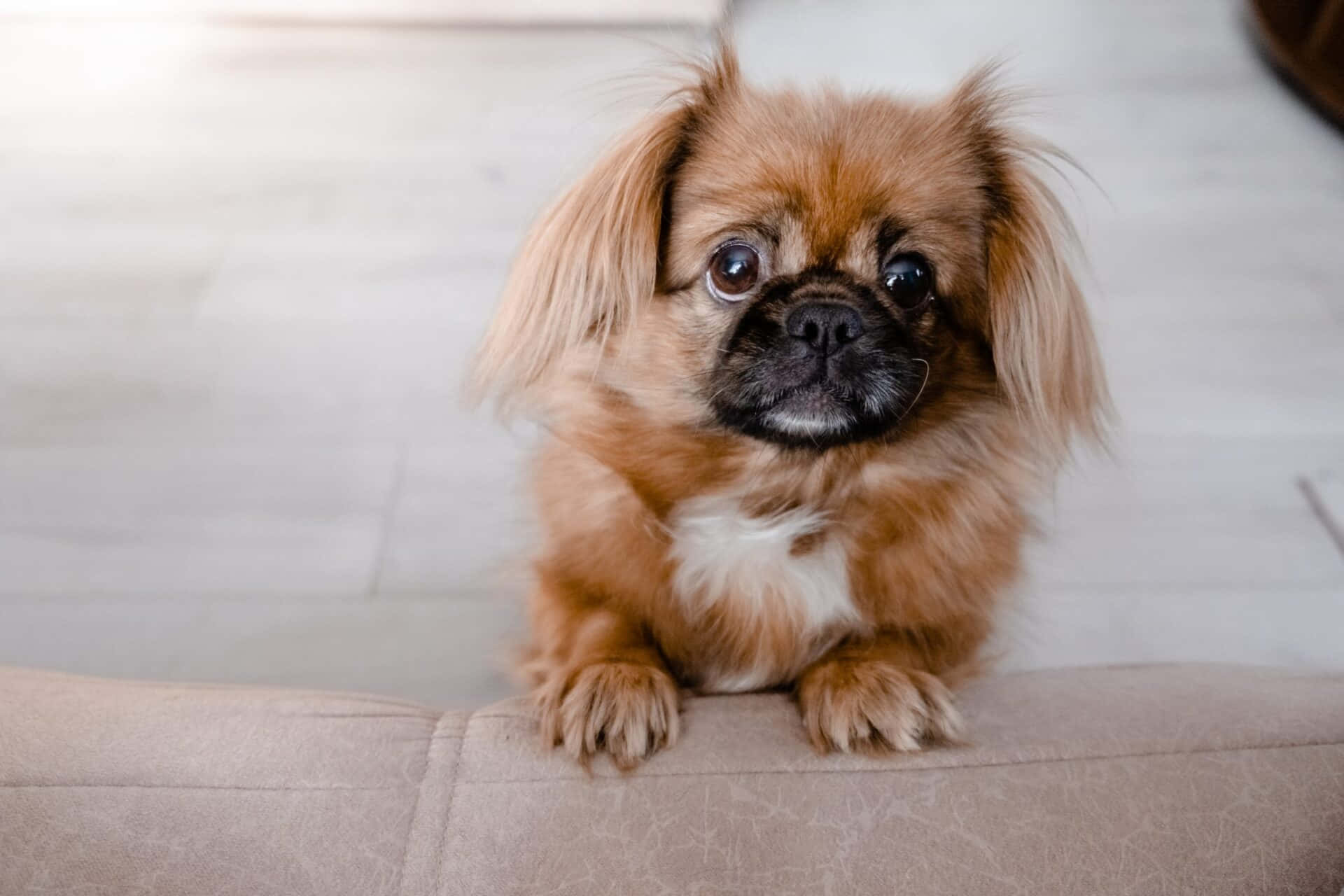可愛的京巴幼犬 壁紙 — 一隻毛茸茸的棕色北京犬，有著大大的黑色眼睛，專注地坐在米色沙發上，直視鏡頭。
