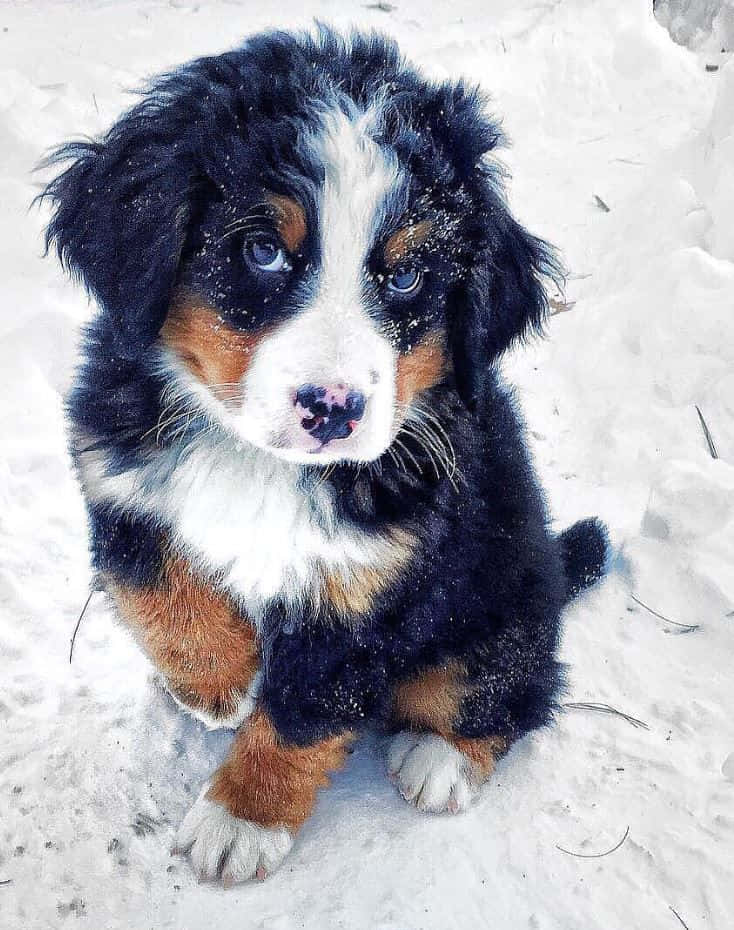 可愛的伯恩山犬動物圖 壁紙 — 一隻毛茸茸的伯恩山犬幼犬，藍色眼睛，坐在雪地上，毛髮上沾著雪花，抬頭仰望。