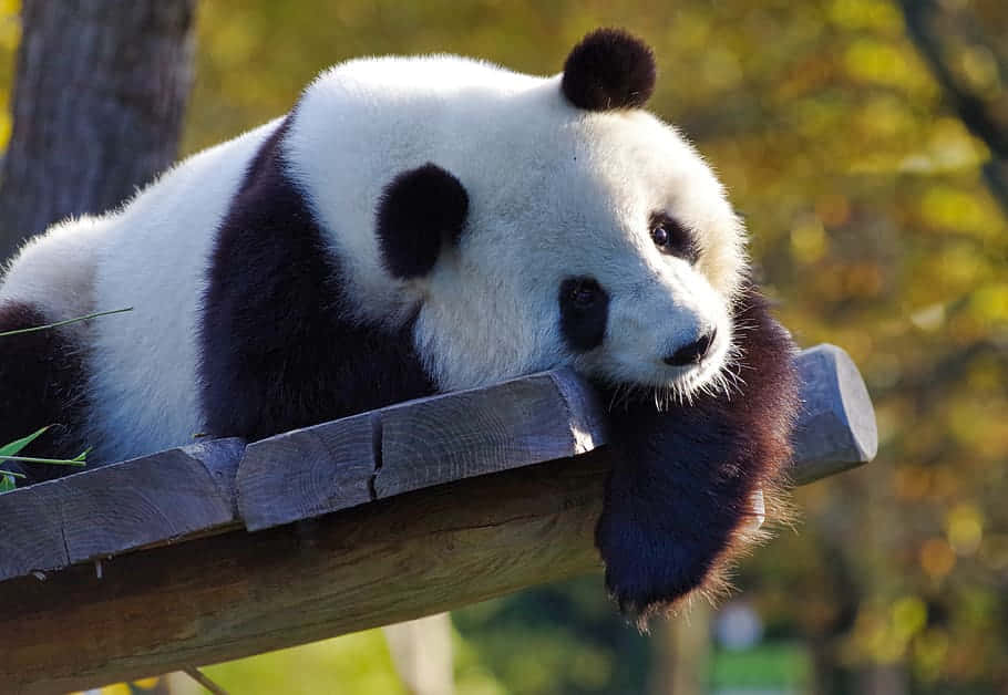 可愛的動物園熊貓 壁紙 — 一隻大熊貓將頭擱在木樑上，柔和嘅陽光穿過背後金黃色嘅秋葉灑落。