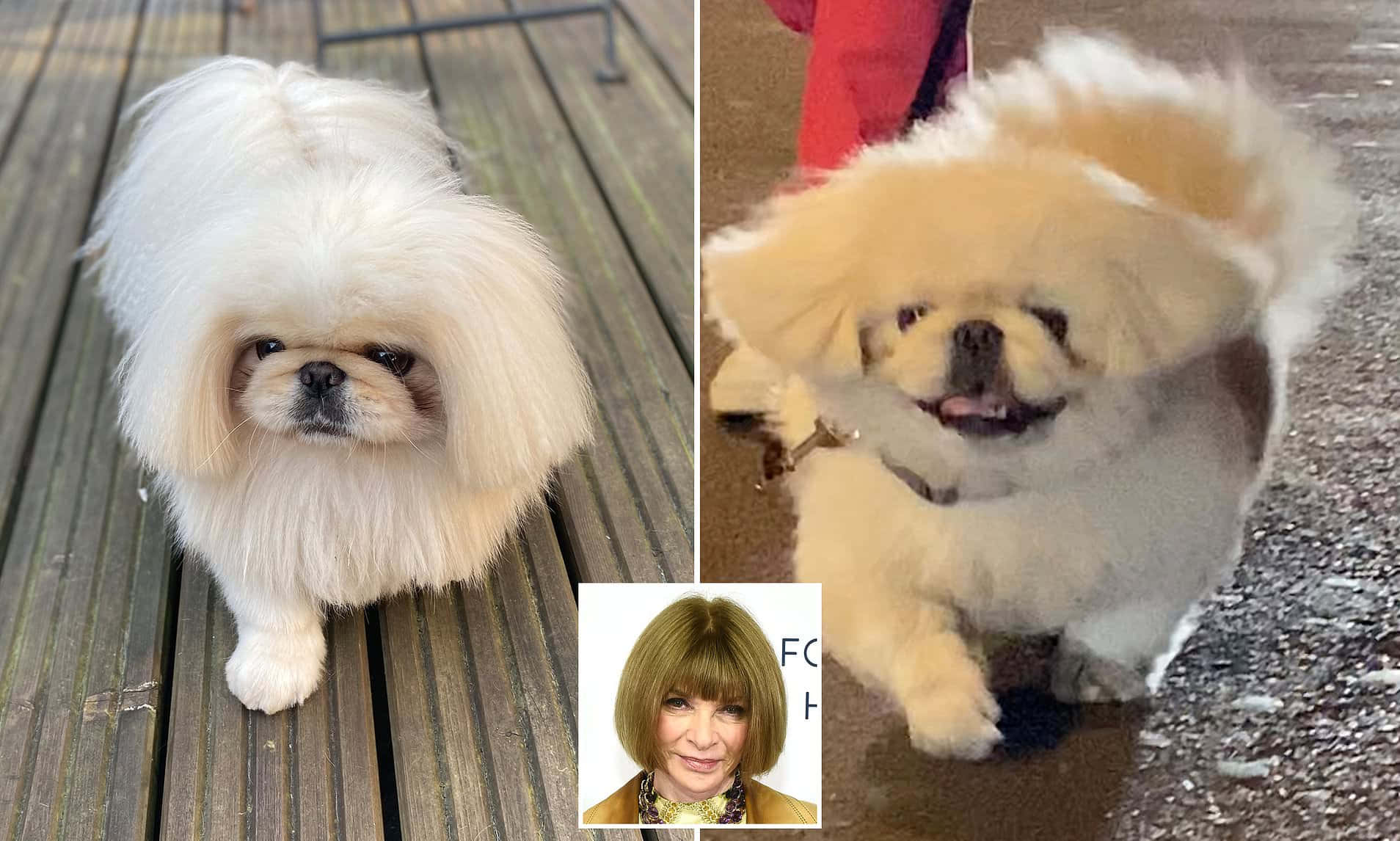 可愛的北京犬仰望 壁紙 — 兩隻毛茸茸的白色北京犬，表情豐富，站在木質甲板和潮濕的人行道上，一隻表情嚴肅，另一隻則充滿喜悅。
