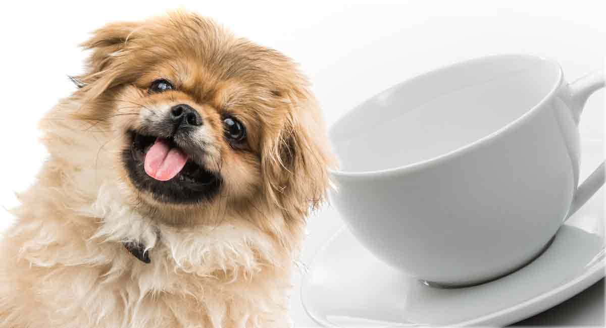 可愛的北京犬幼犬 壁紙 — 一隻毛茸茸的淺棕色狗帶著開心的表情，坐在一個空白的白色茶杯和碟子旁邊，背景是乾淨的白色。