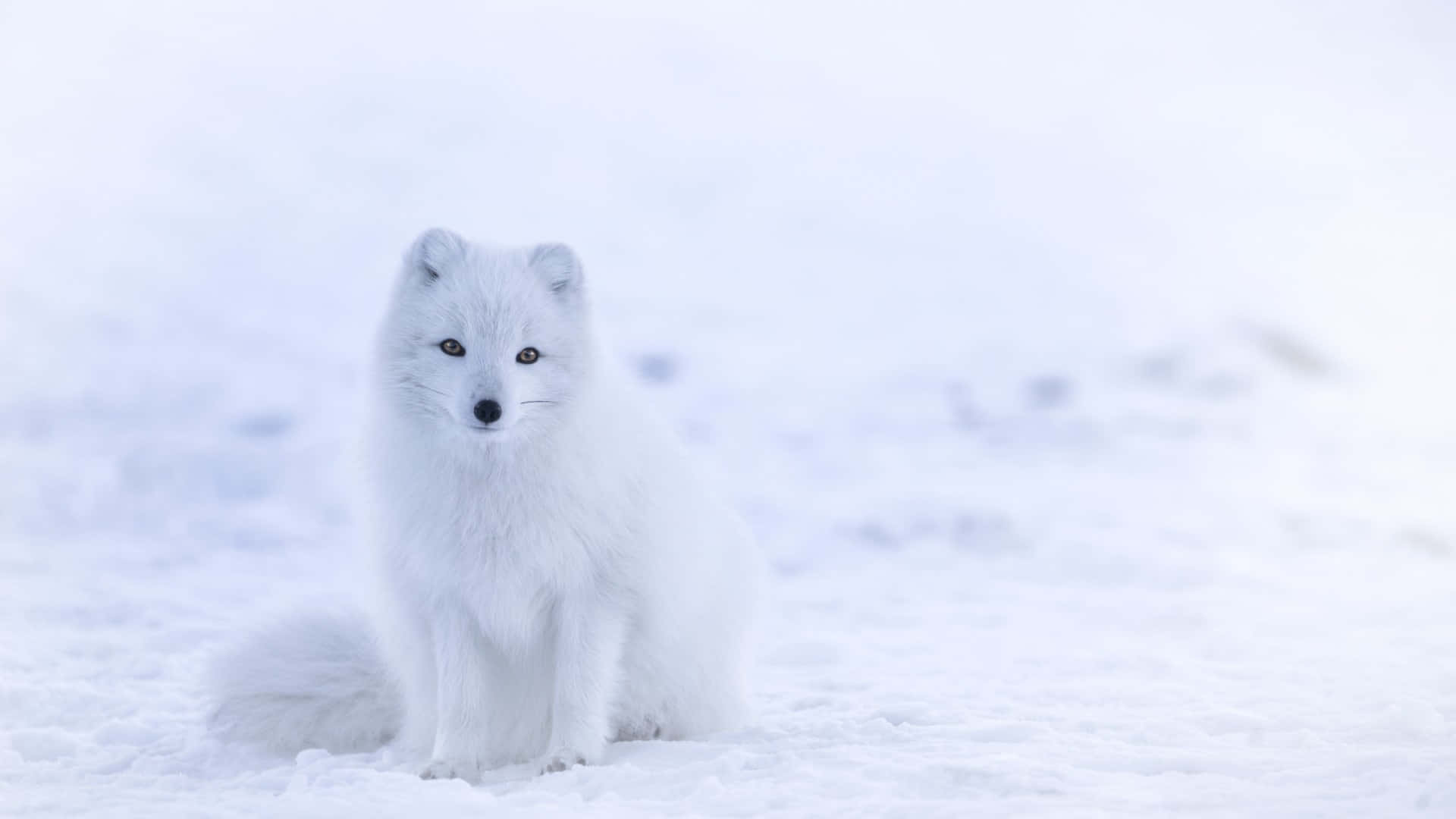 可愛的北極狐冬季背景 壁紙 — 一隻純白的北極狐警覺地坐在雪地中，背景柔和模糊。