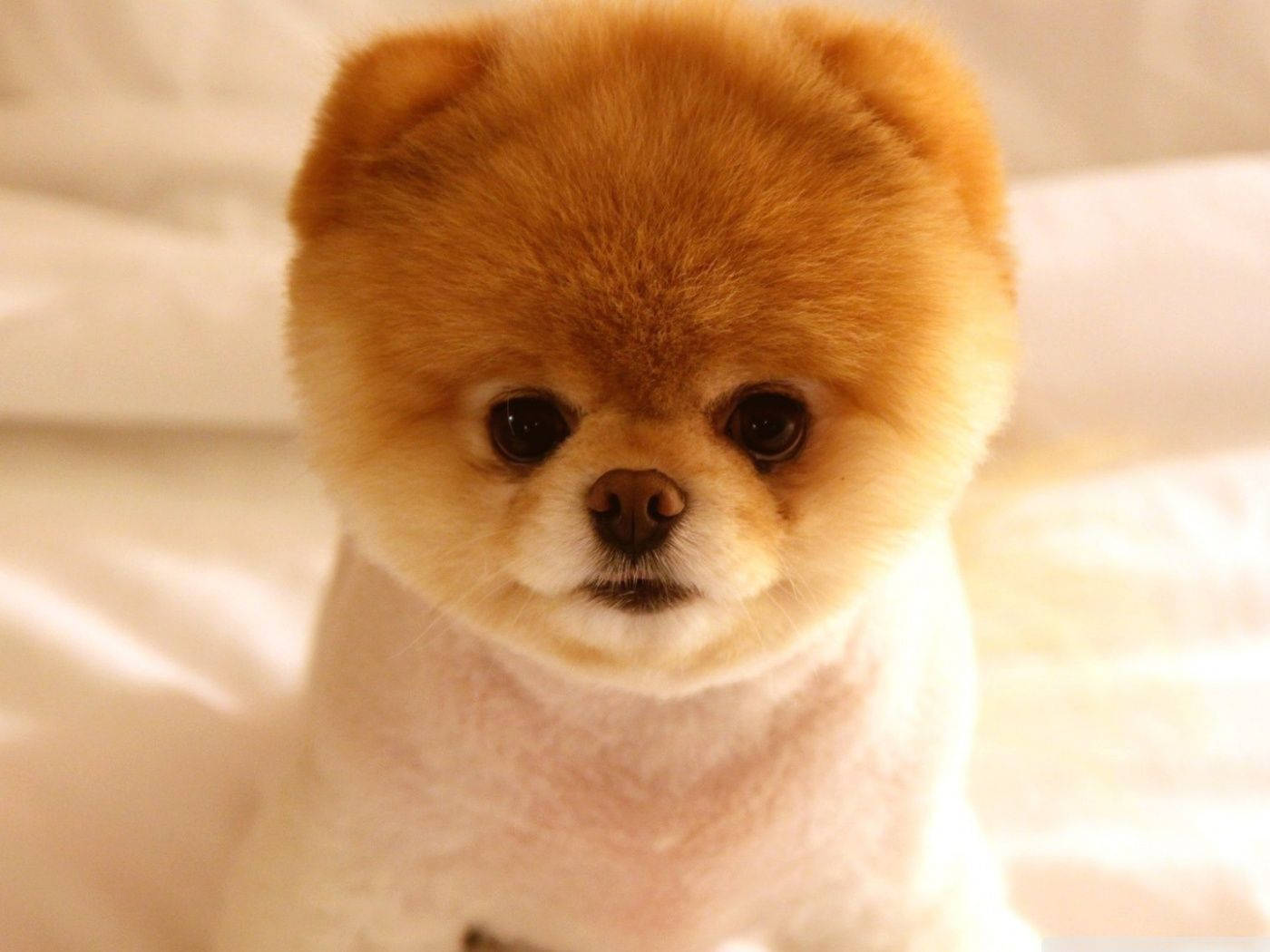 可愛的博美犬圓頭髮型 壁紙 — 一隻毛茸茸的橙色博美犬幼犬，有著大大的黑色眼睛，坐在柔軟的白色毛毯上，直視著鏡頭。