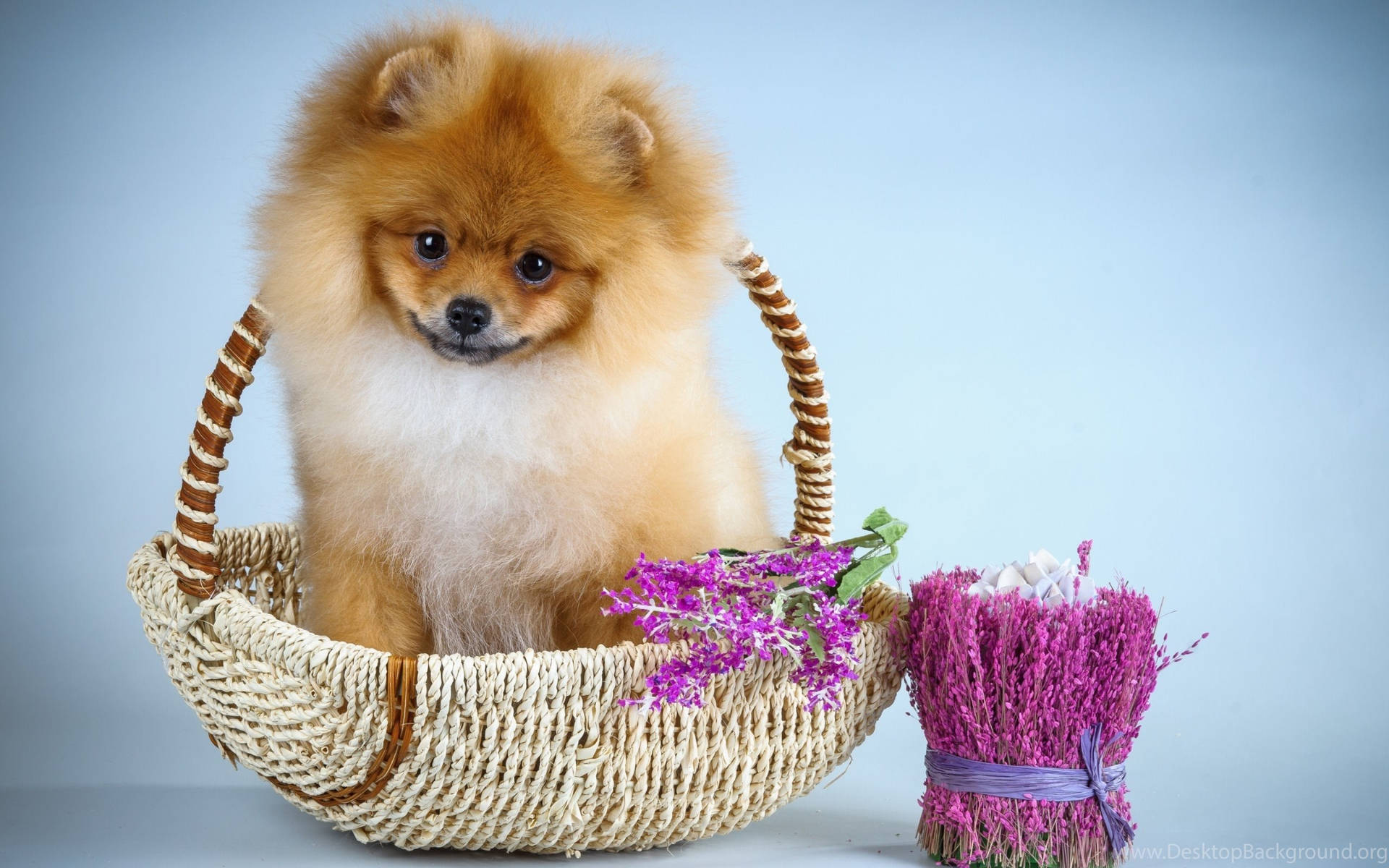 毛茸茸的橙色博美犬在編織籃子裡，旁邊有紫色薰衣草。