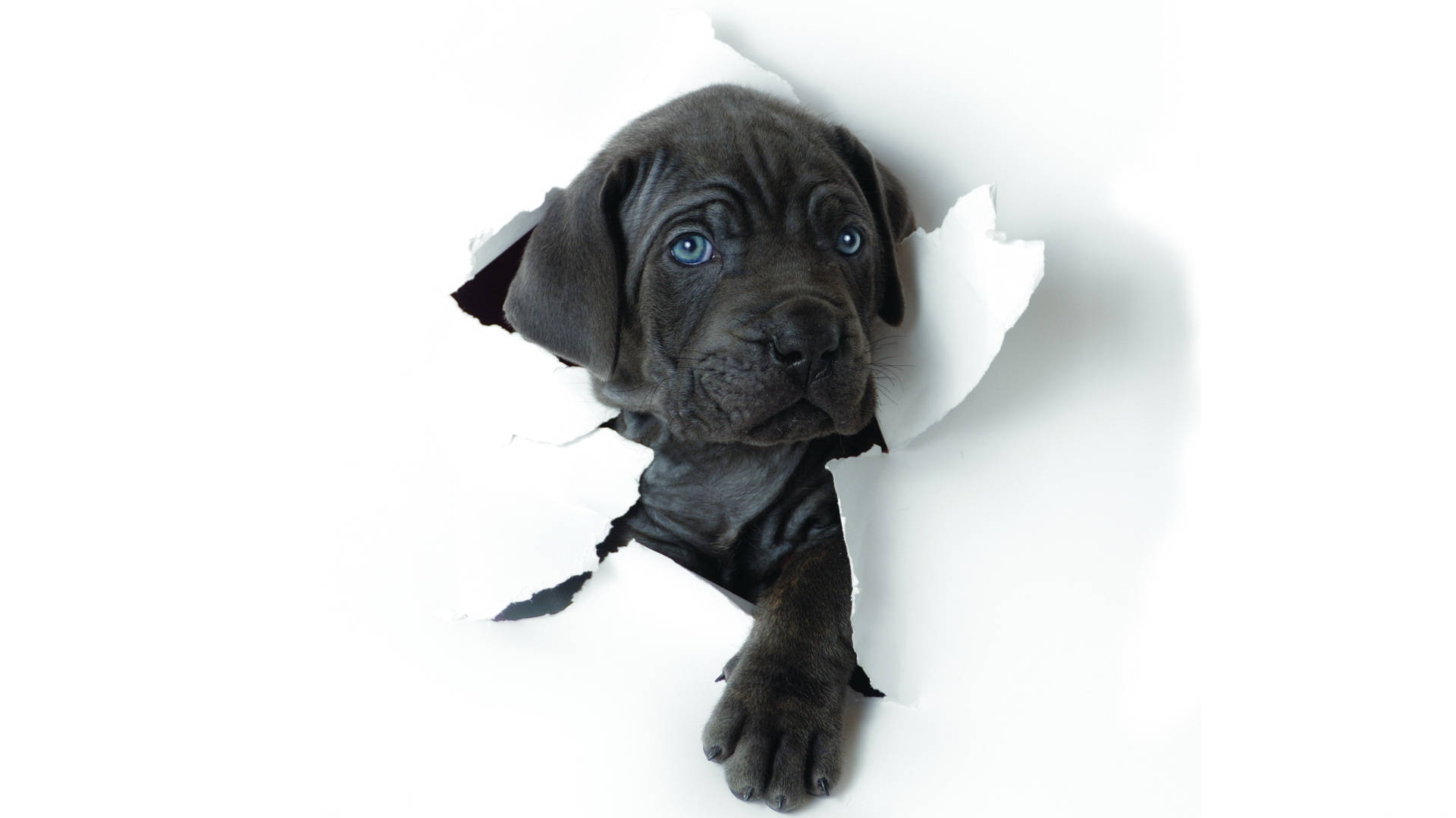 可愛的卡內羅犬幼犬 壁紙 — 一隻黑色小狗，擁有引人注目的藍色眼睛，好奇地從撕破的白紙洞中窺視。