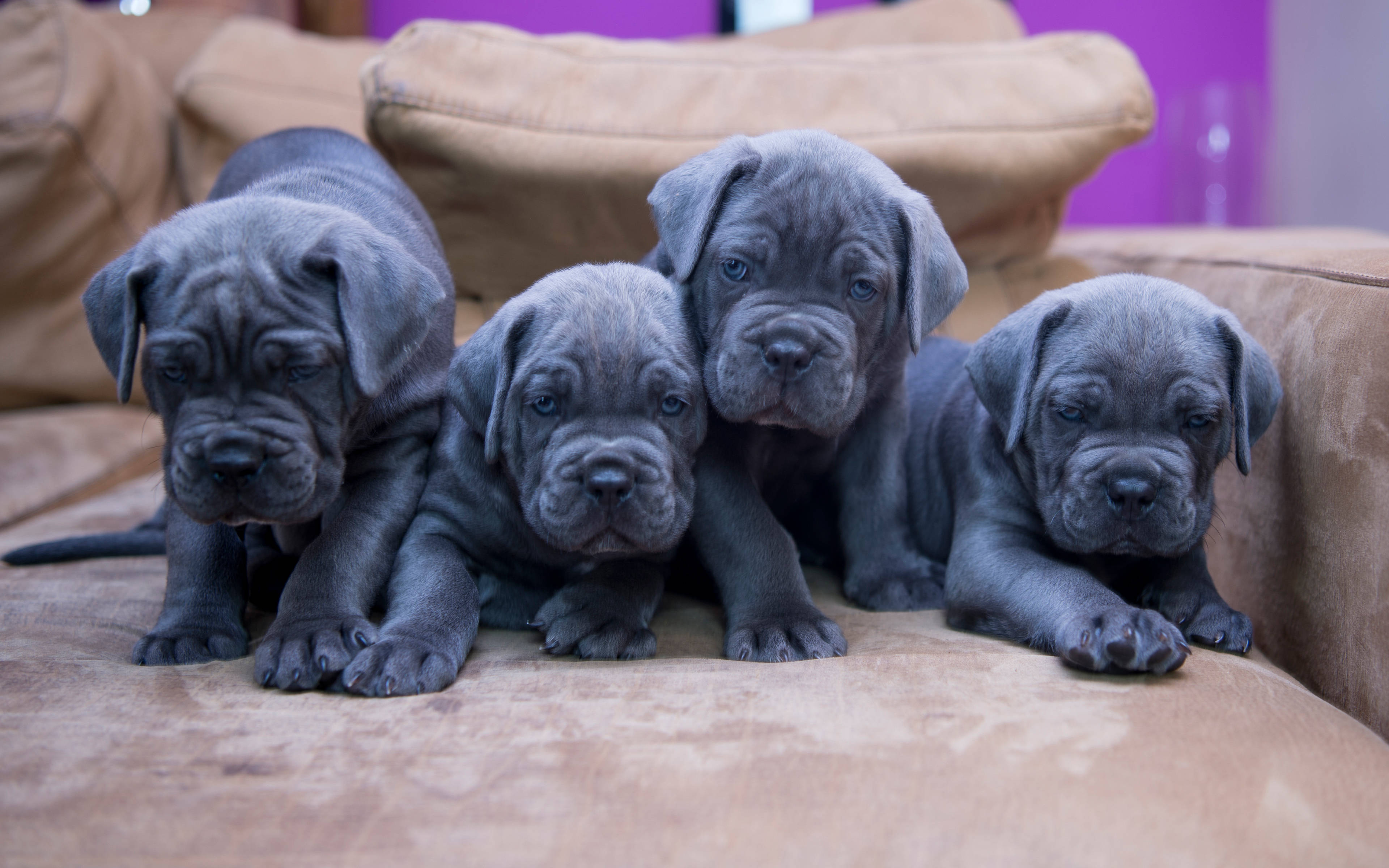 可愛的卡內羅犬幼犬 壁紙 — 四隻灰色皺紋嘅Cane Corso幼犬，藍色眼睛，一齊喺紫色牆前面嘅米色梳化上休息。