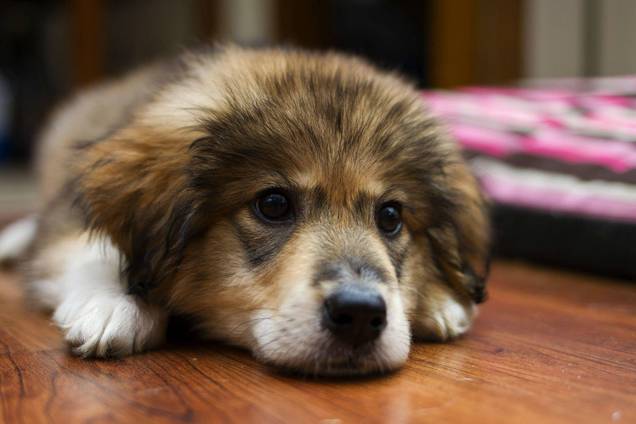可愛的卡斯特牧羊犬幼犬 壁紙 — 一隻毛茸茸的棕白色小狗將頭靠在木地板上，背景是柔軟的粉紅色毯子。