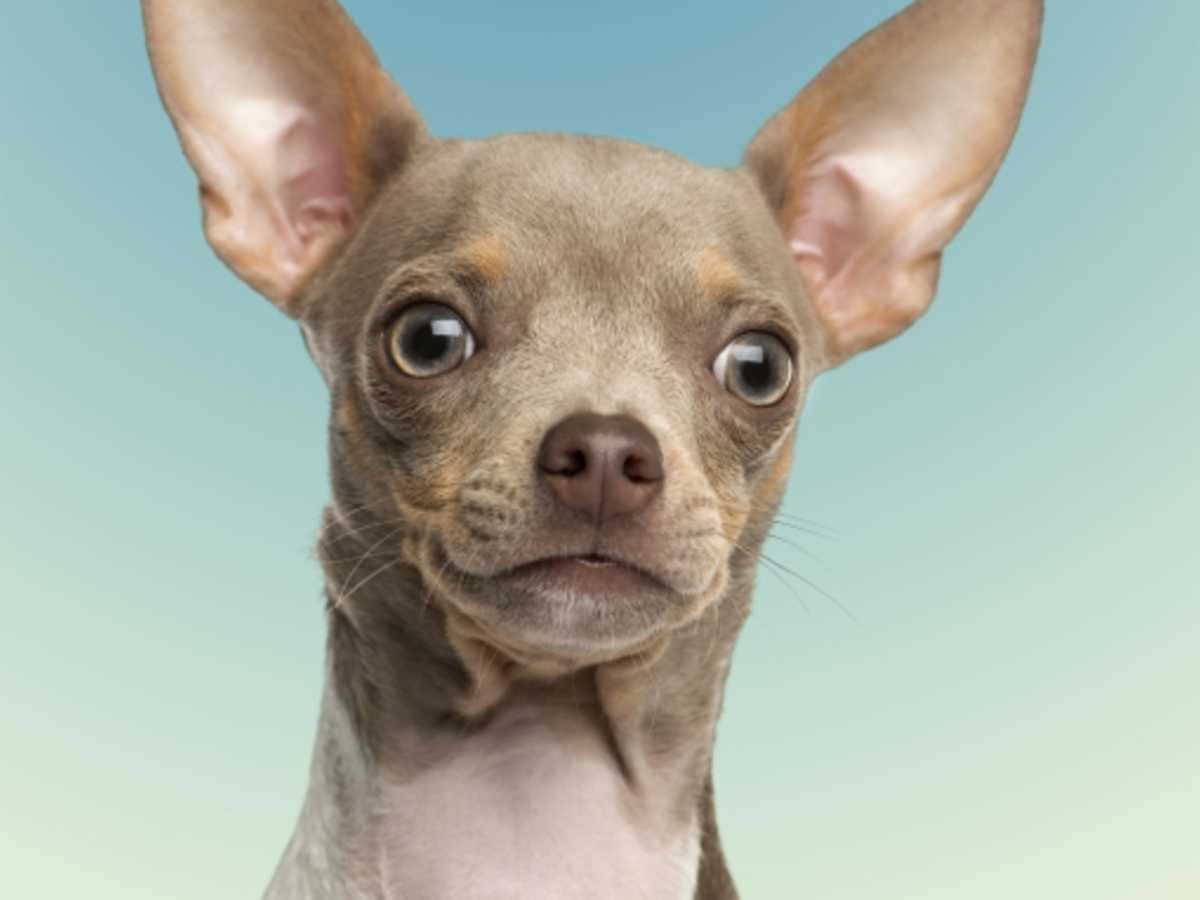 可愛的吉娃娃幼犬 壁紙 — 無毛吉娃娃的大特寫，有大耳朵和大眼睛，背景是柔和的藍色漸變。