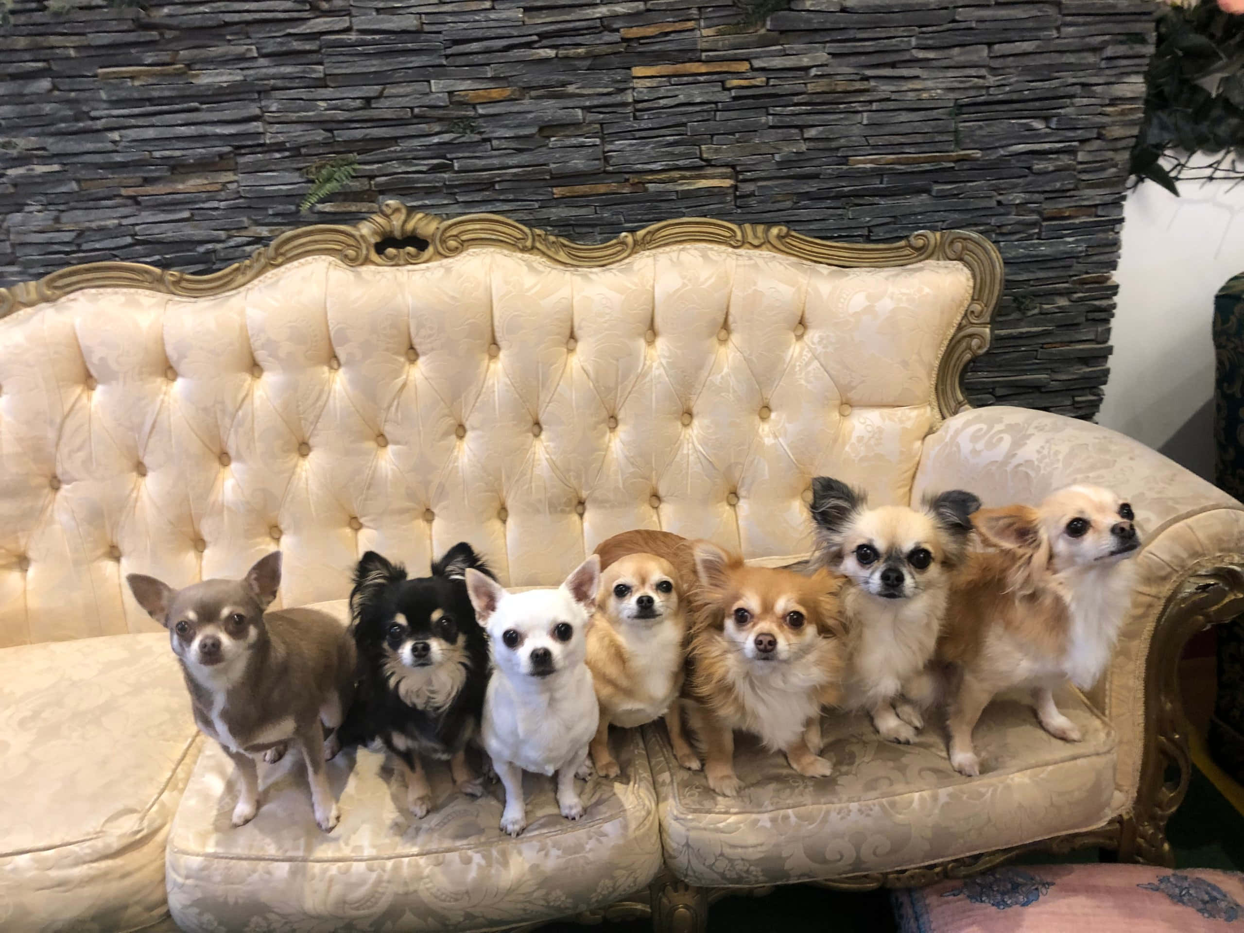 可愛的吉娃娃幼犬 壁紙 — 六隻不同顏色的芝娃娃專注地坐在一張奶油色簇絨沙發上，背景是深色石牆。
