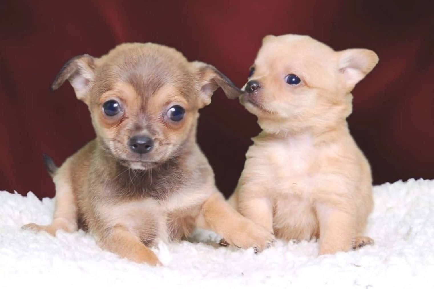 兩隻小小的芝娃娃幼犬，眼睛大大，坐在白色毛茸茸的毯子上。