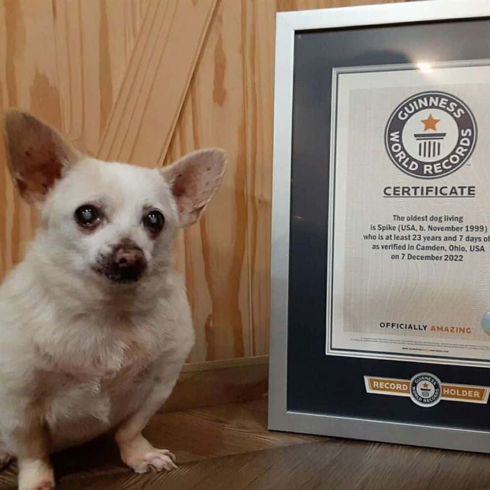 可愛的吉娃娃幼犬 壁紙 — 一隻白色小芝娃娃坐在其裱框的健力士世界紀錄證書旁，該證書證明牠是現存最年長的狗。