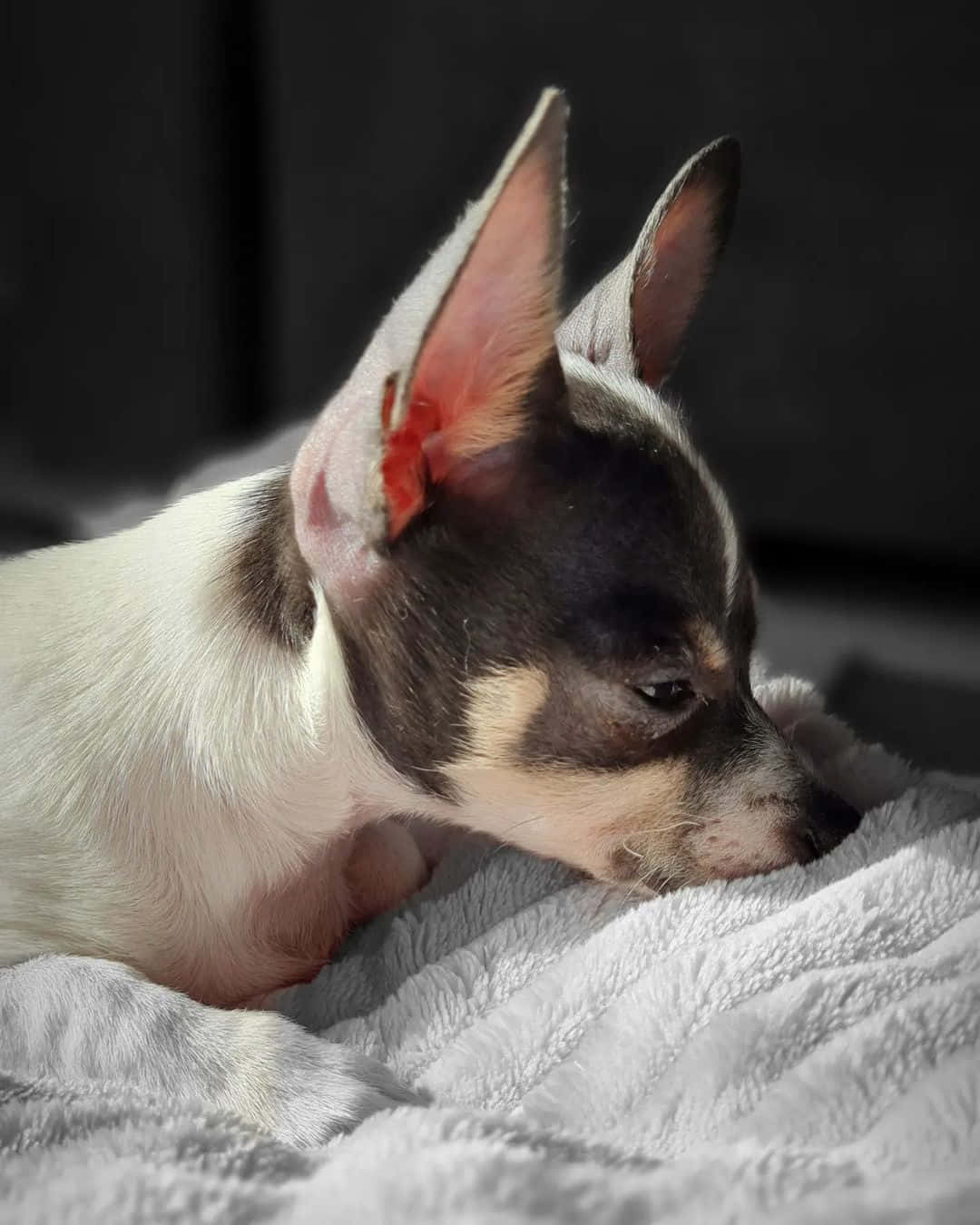 可愛的吉娃娃幼犬 壁紙 — 一隻黑白相間、耳朵細小的小狗，在昏暗的房間裏把頭靠在柔軟的灰色毯子上。